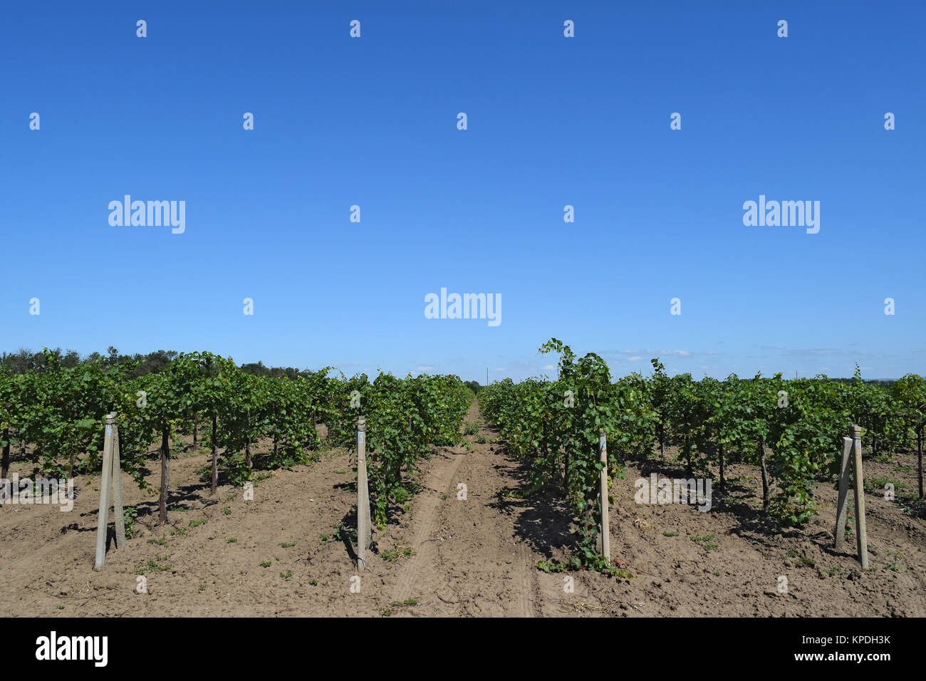 The grape gardens Stock Photo Alamy