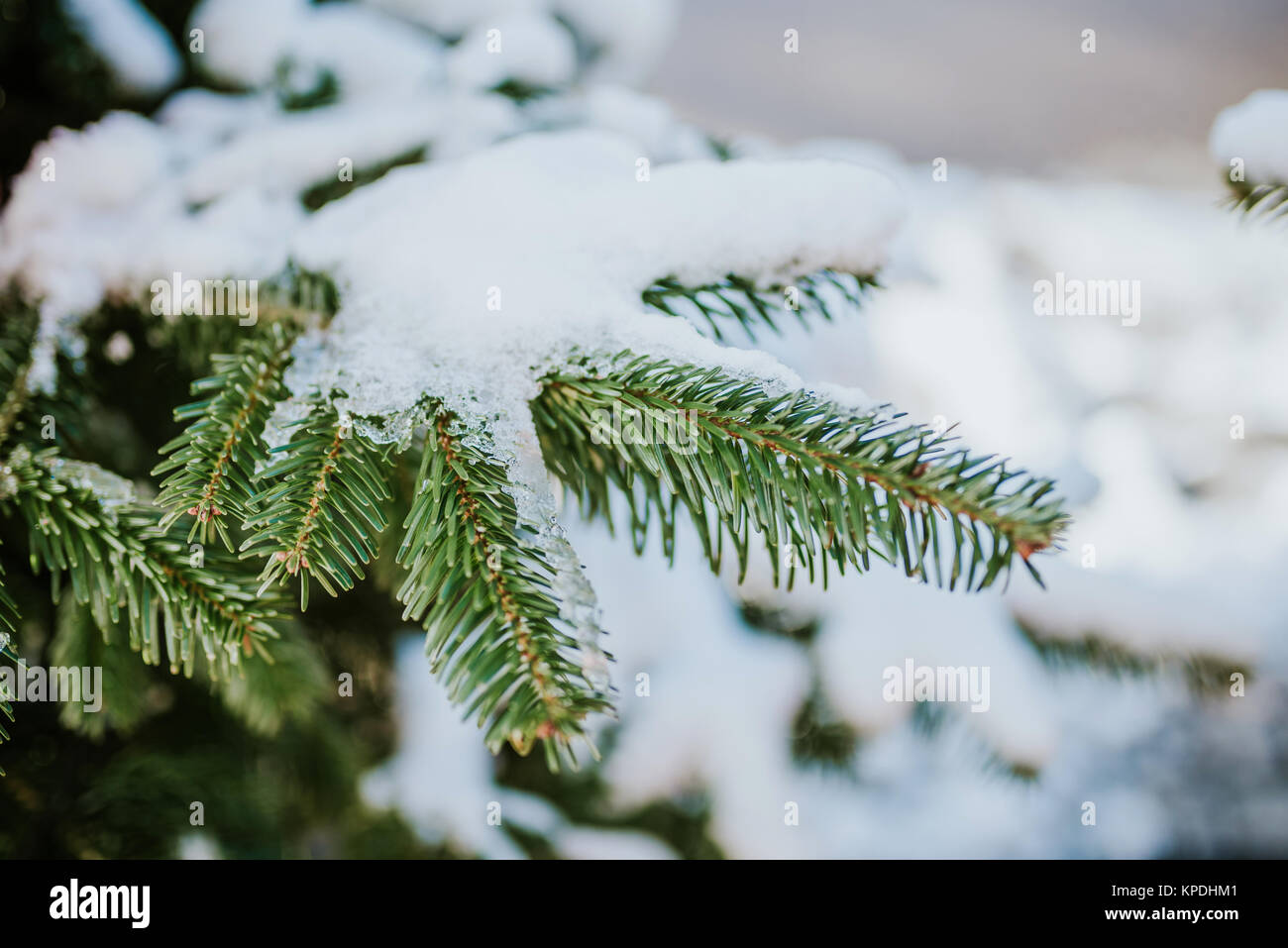 Green fir tree branch covered with snow Stock Photo - Alamy