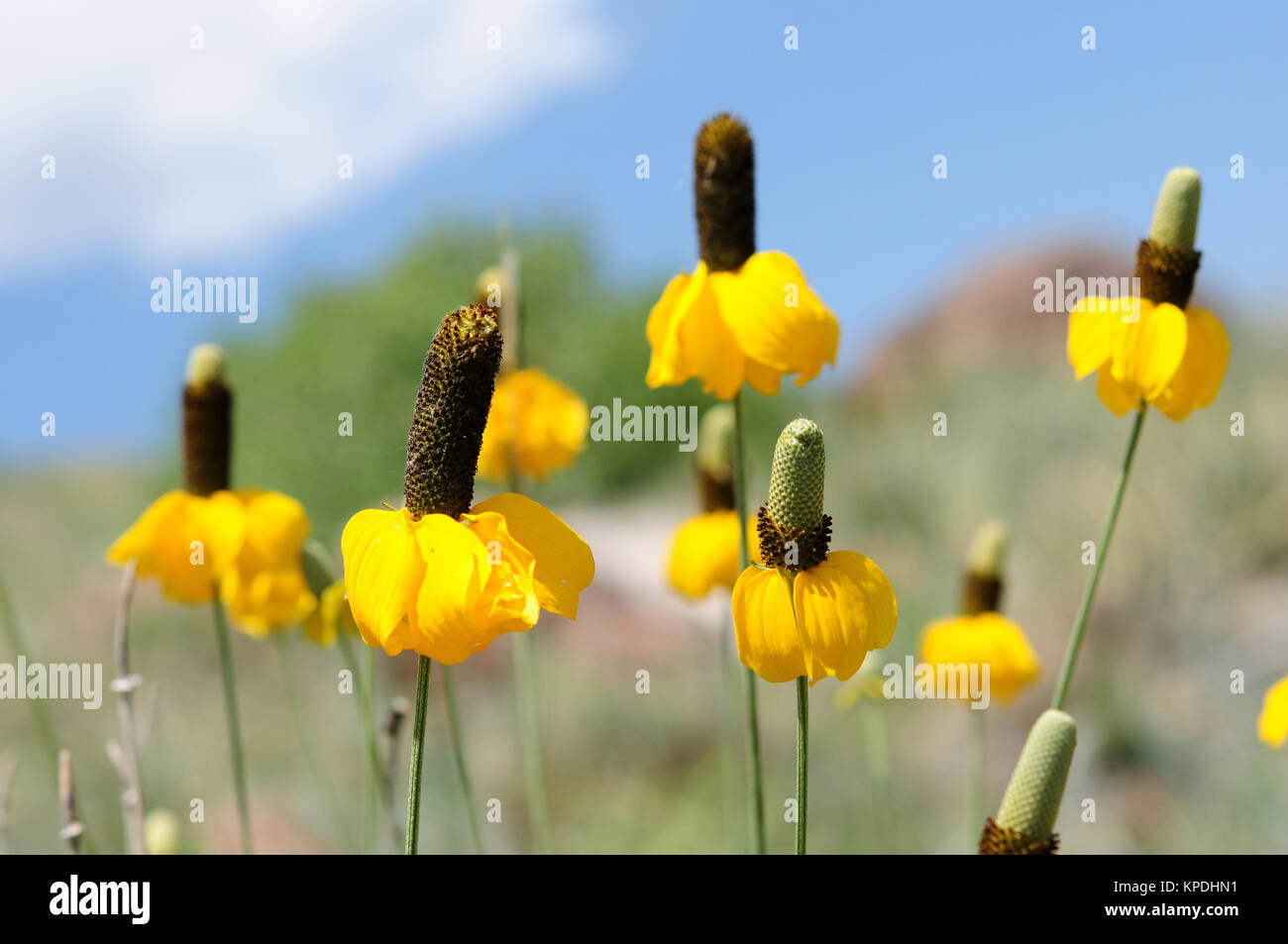 Yellow Prairie Coneflowers - Flowers with yellow skirt blooming on a mountain hill. Ratibida columnifera, also called 'Yellow Mexican Hat'. Stock Photo