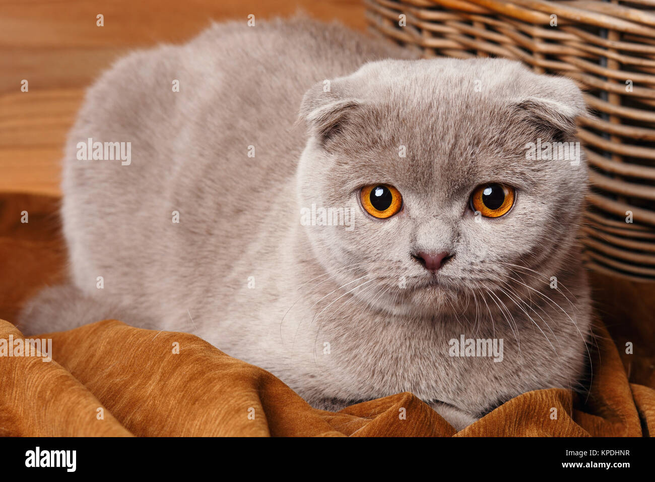 Shop grey cat with amber eyes Online Black Friday