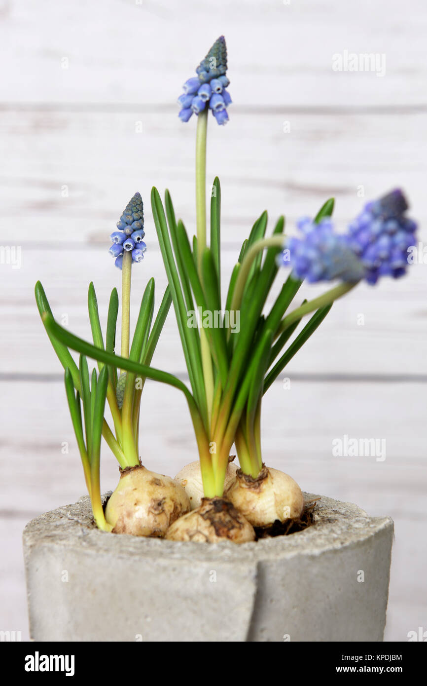 spring flowers chic in a pot made of concrete in front of a wooden wall in shabby Stock Photo
