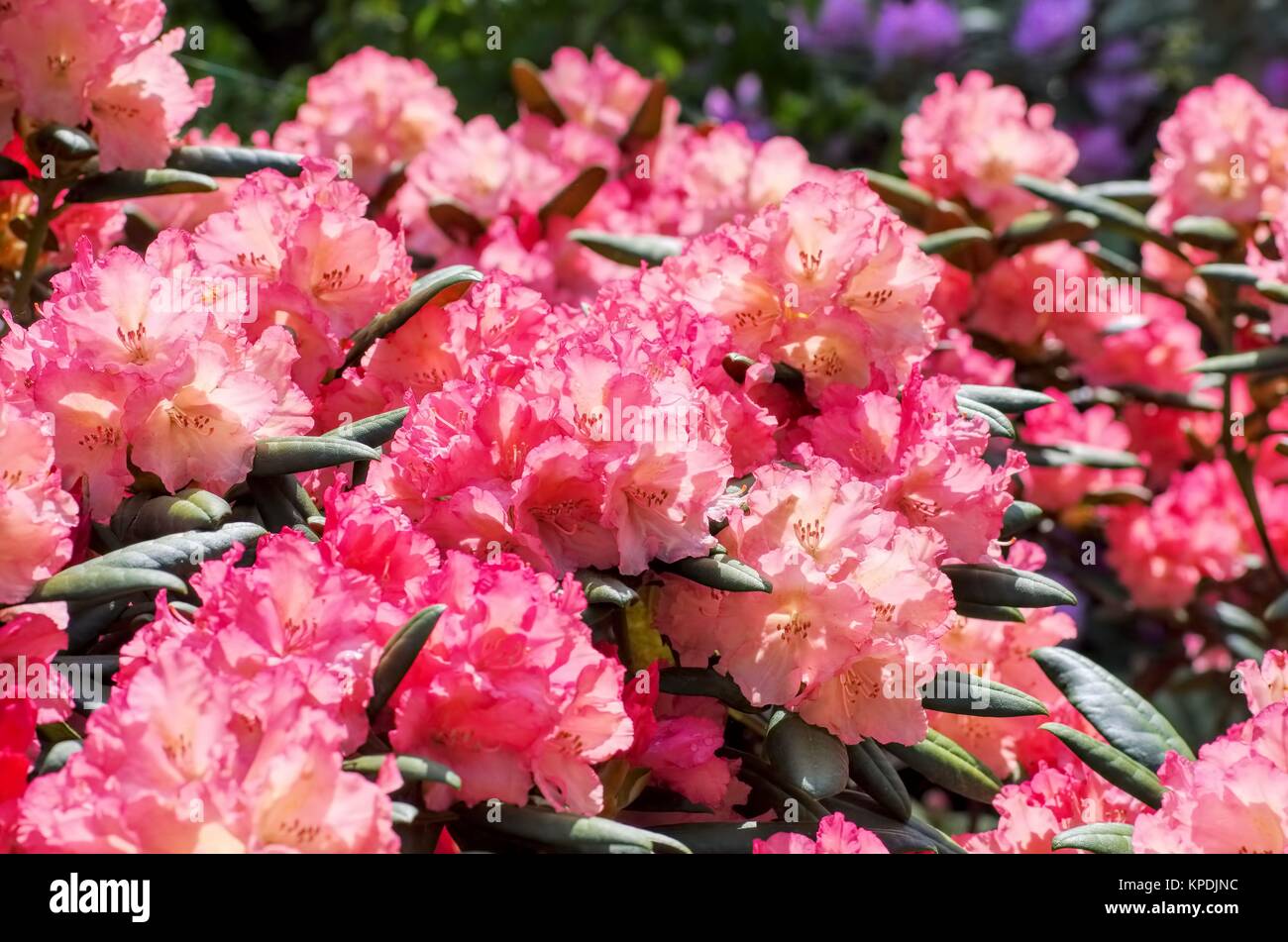 Spring Rhododendron rhododendron in spring - rhododendron plants in spring Stock Photo - Alamy