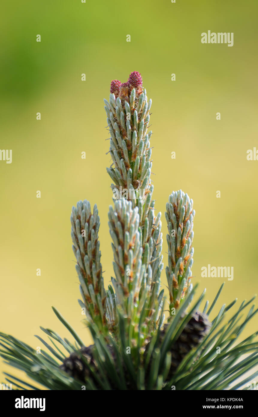Fresh sprout of a Scots pine Stock Photo