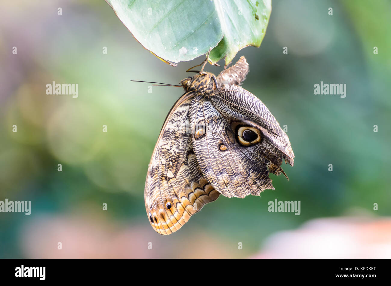 Owl Butterfly (Caligo eurilochus, Bananenfalter) hanging head down on a leaf Stock Photo