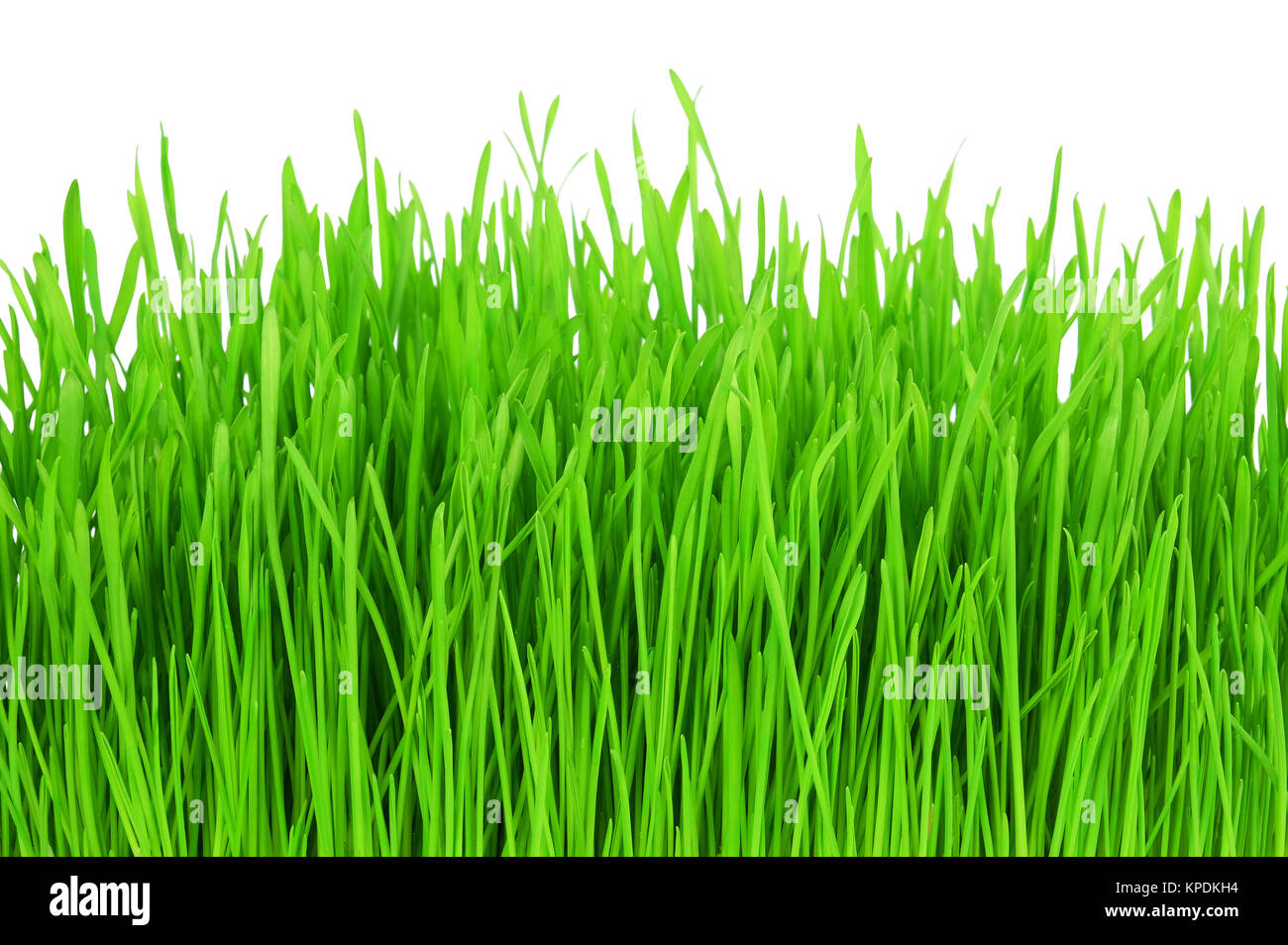 Green grass isolated on white background Stock Photo - Alamy