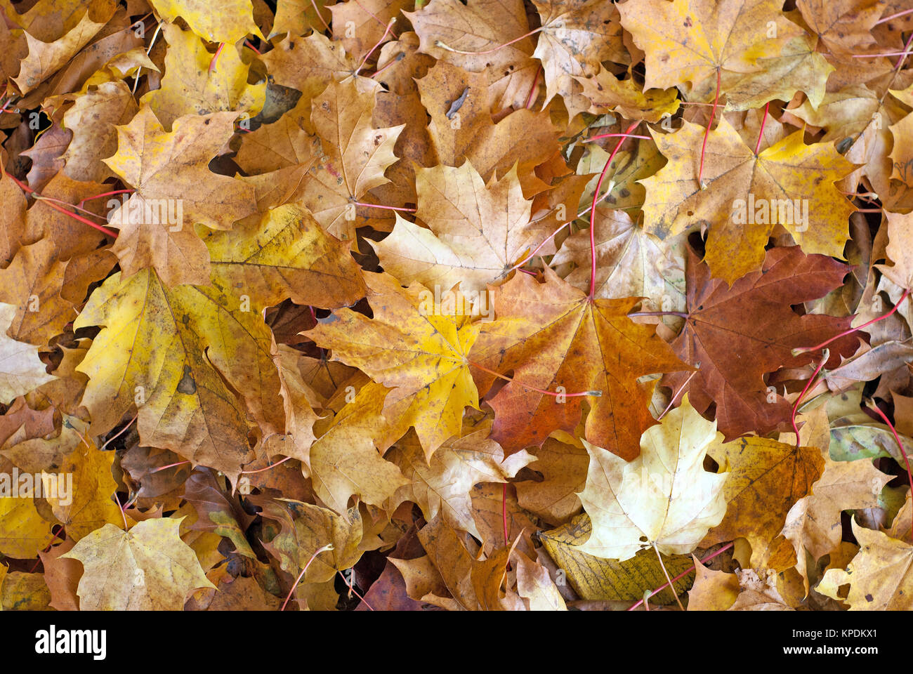 different colored maple leaves in autumn Stock Photo - Alamy