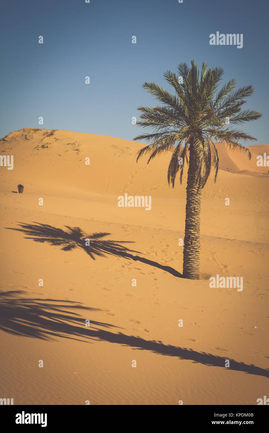 palm trees and sand dunes in the sahara desert,merzouga,morocco Stock