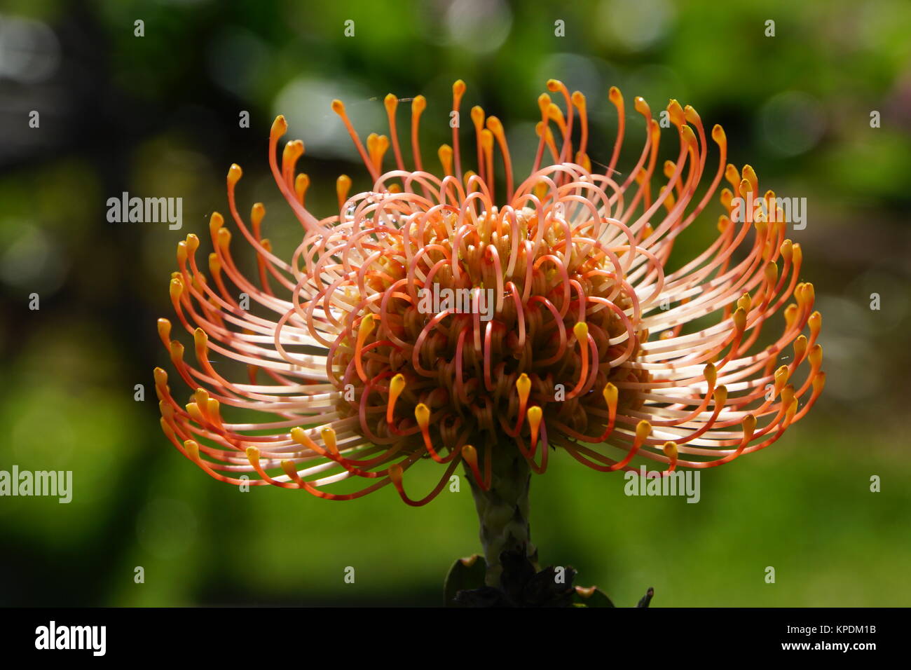 pincushion bush (leucospermum cordifolium Stock Photo Alamy