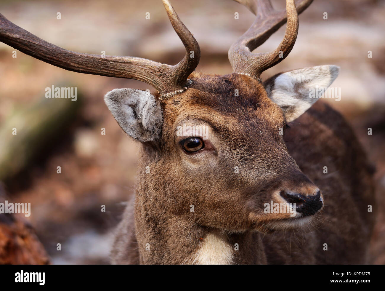 closeup of male fallow deer dama dama Stock Photo