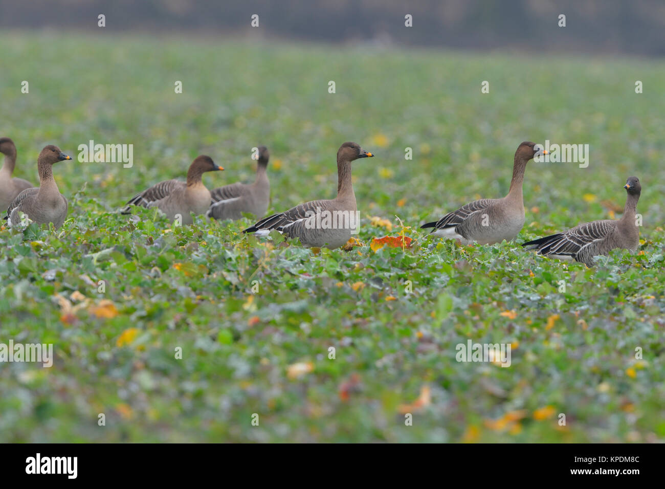 Goosebirds hires stock photography and images Alamy