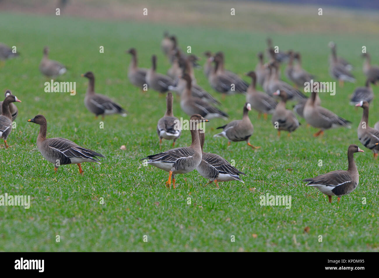 Tundrasaatga nse hi-res stock photography and images - Alamy