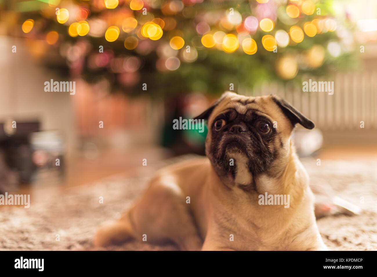pug dog in front of a christmas tree Stock Image