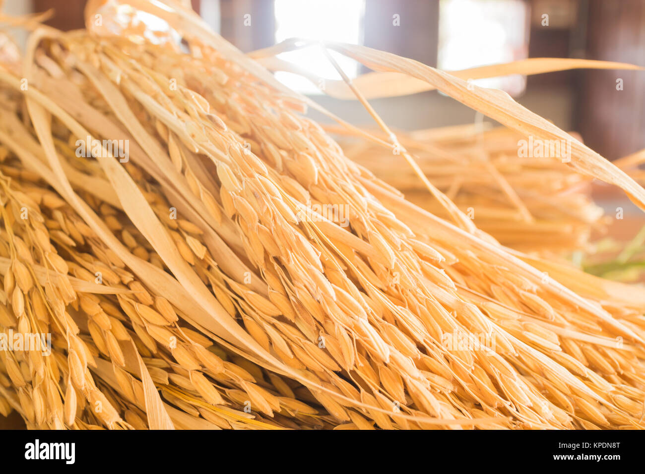 Paddy jasmine rice plant in detail hires stock photography and images