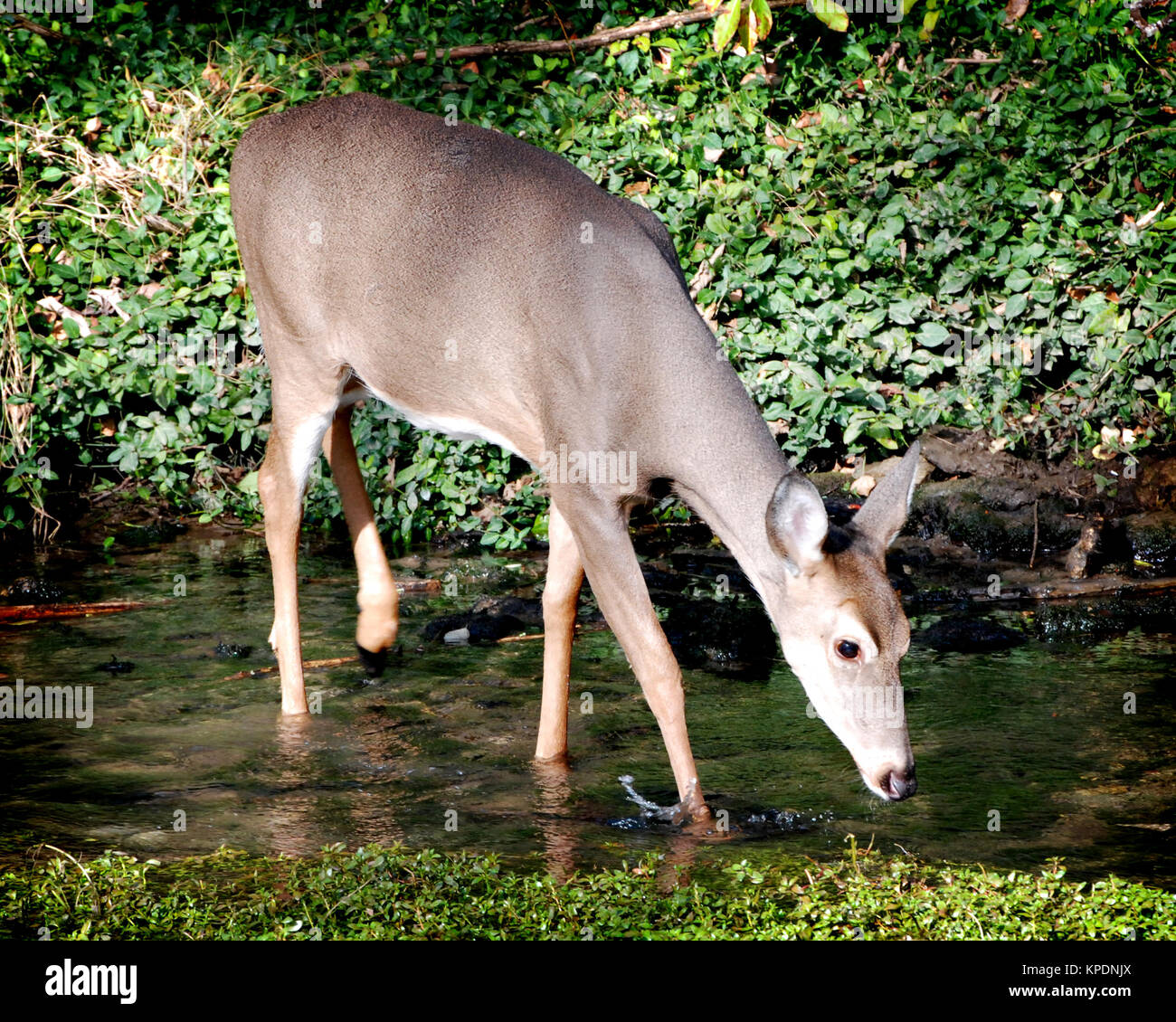 Deer Drinking from a Stream in a Kentucky Forest Stock Photo Alamy