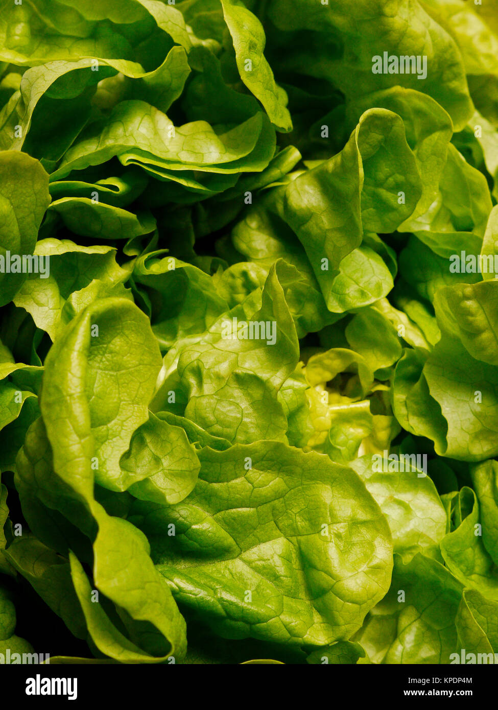 green oak leaf lettuce. garden salad (lactuca sativa). Stock Photo