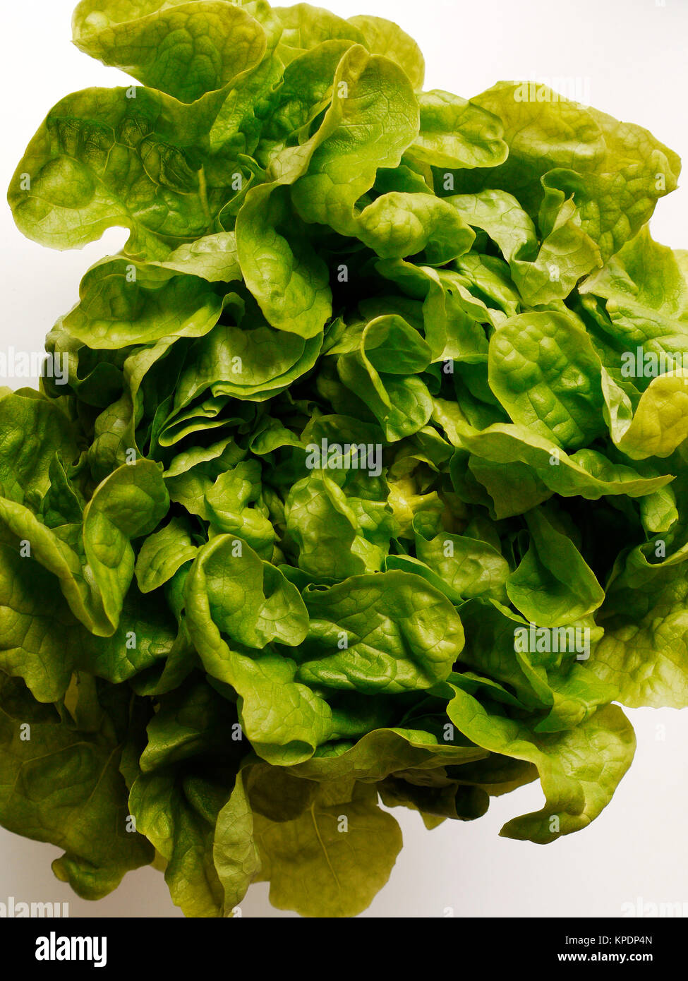 green oak leaf lettuce. garden salad (lactuca sativa). Stock Photo