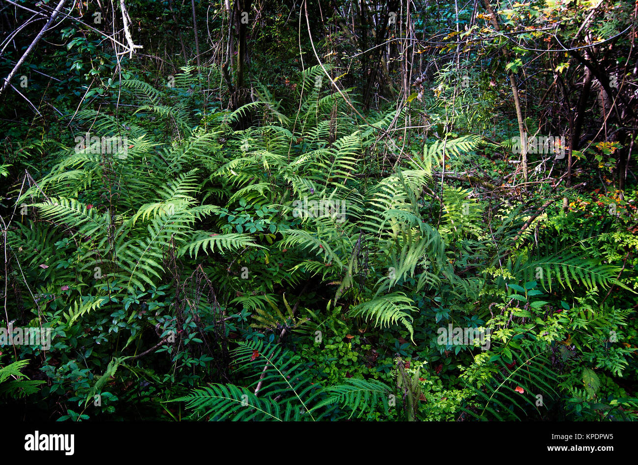 Baton Rouge, Louisiana 2017 A fern plant at the Comite River Park, a