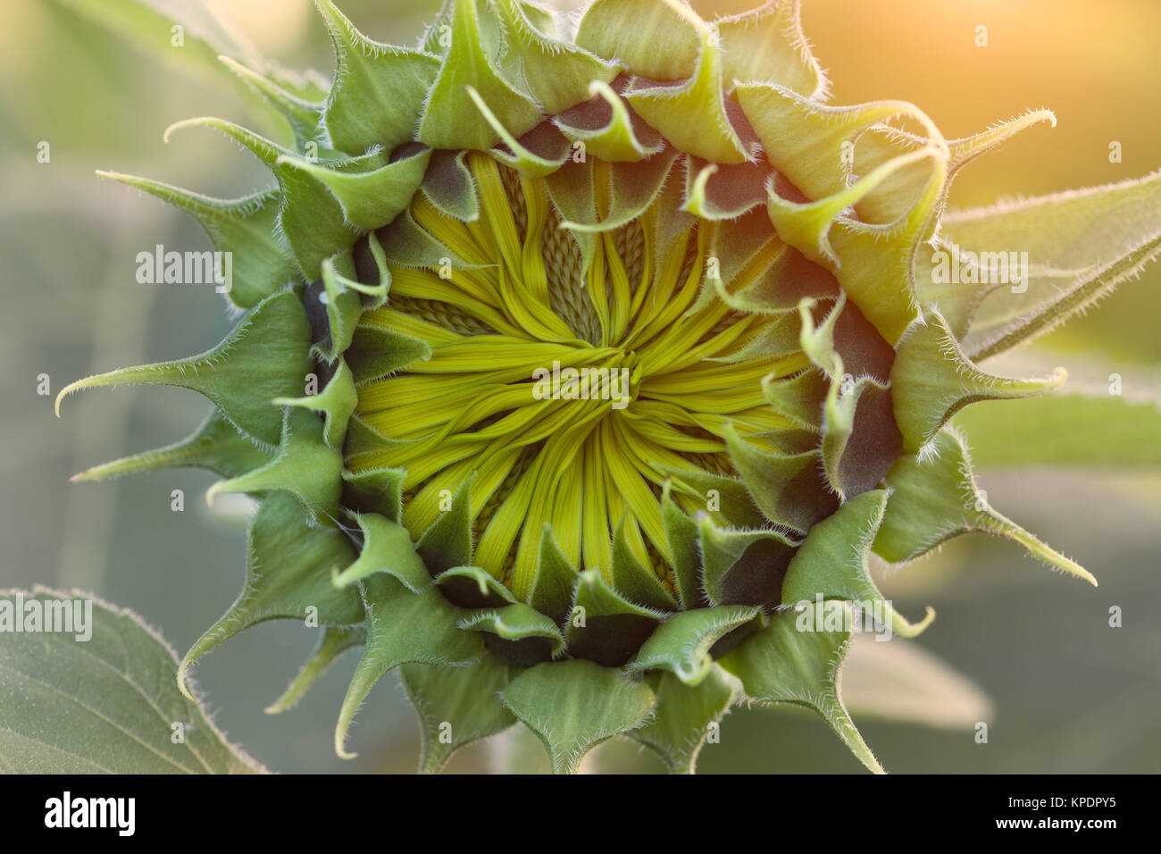 closeup blooming sunflower beauty in nature Stock Photo