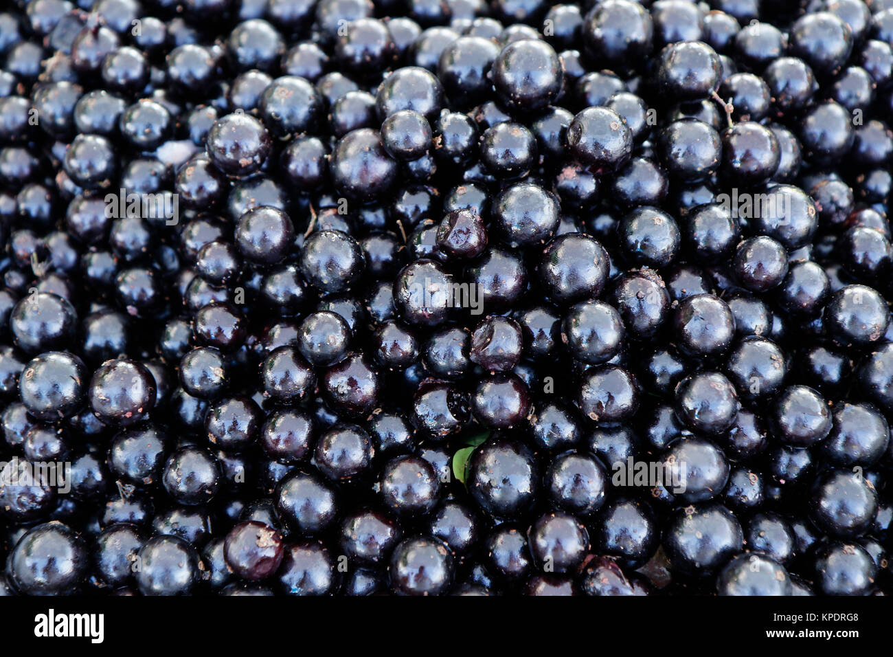 Various fruits of jabuticaba in popular commerce of the city Stock Photo