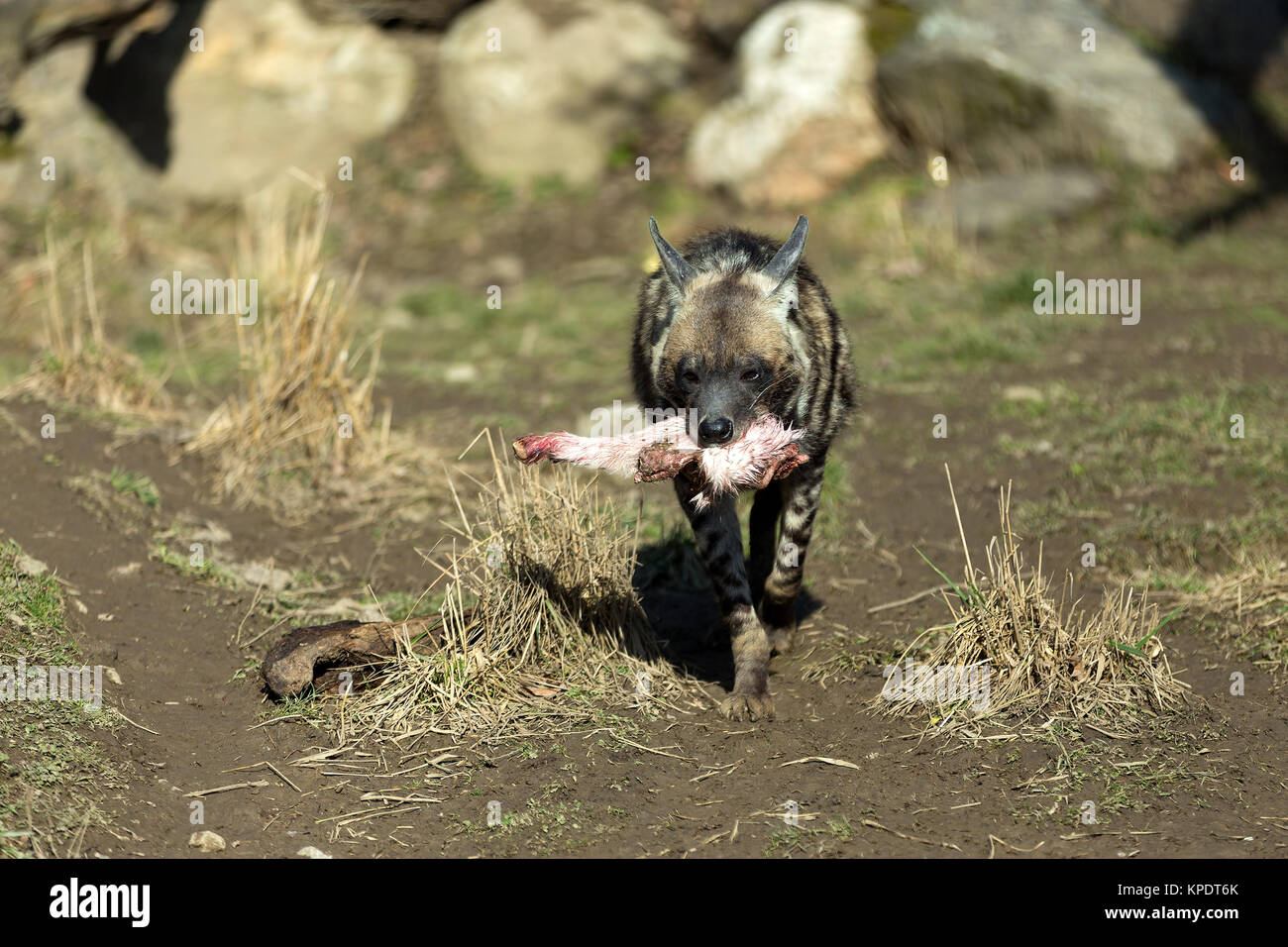 Striped hyena (Hyaena hyaena Stock Photo - Alamy
