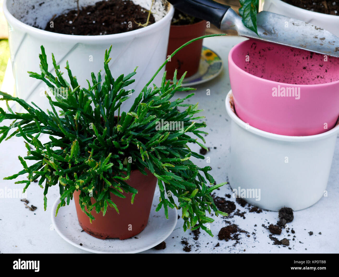 repot houseplants. Stock Photo