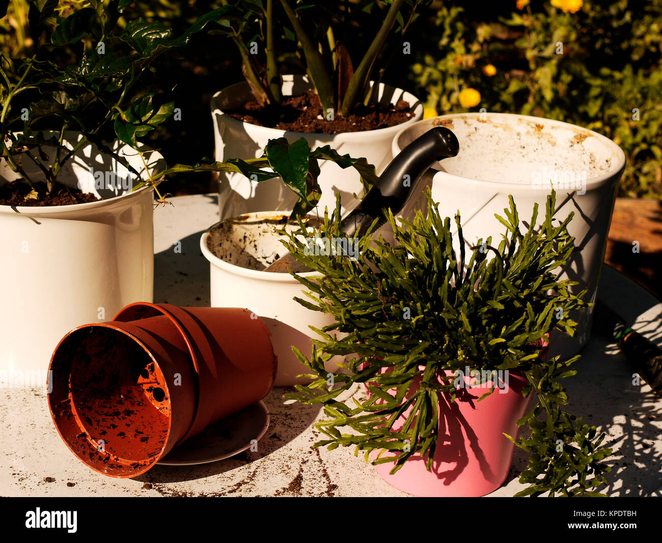 Workplace gardening tools plants hi-res stock photography and images ...