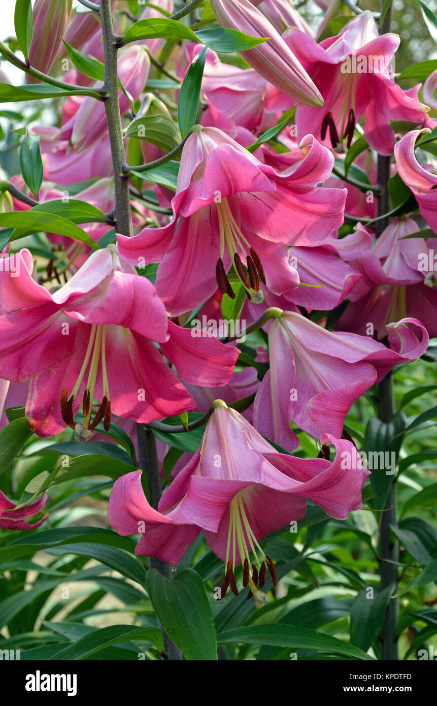 Pink stargazer lily flowers Stock Photo - Alamy