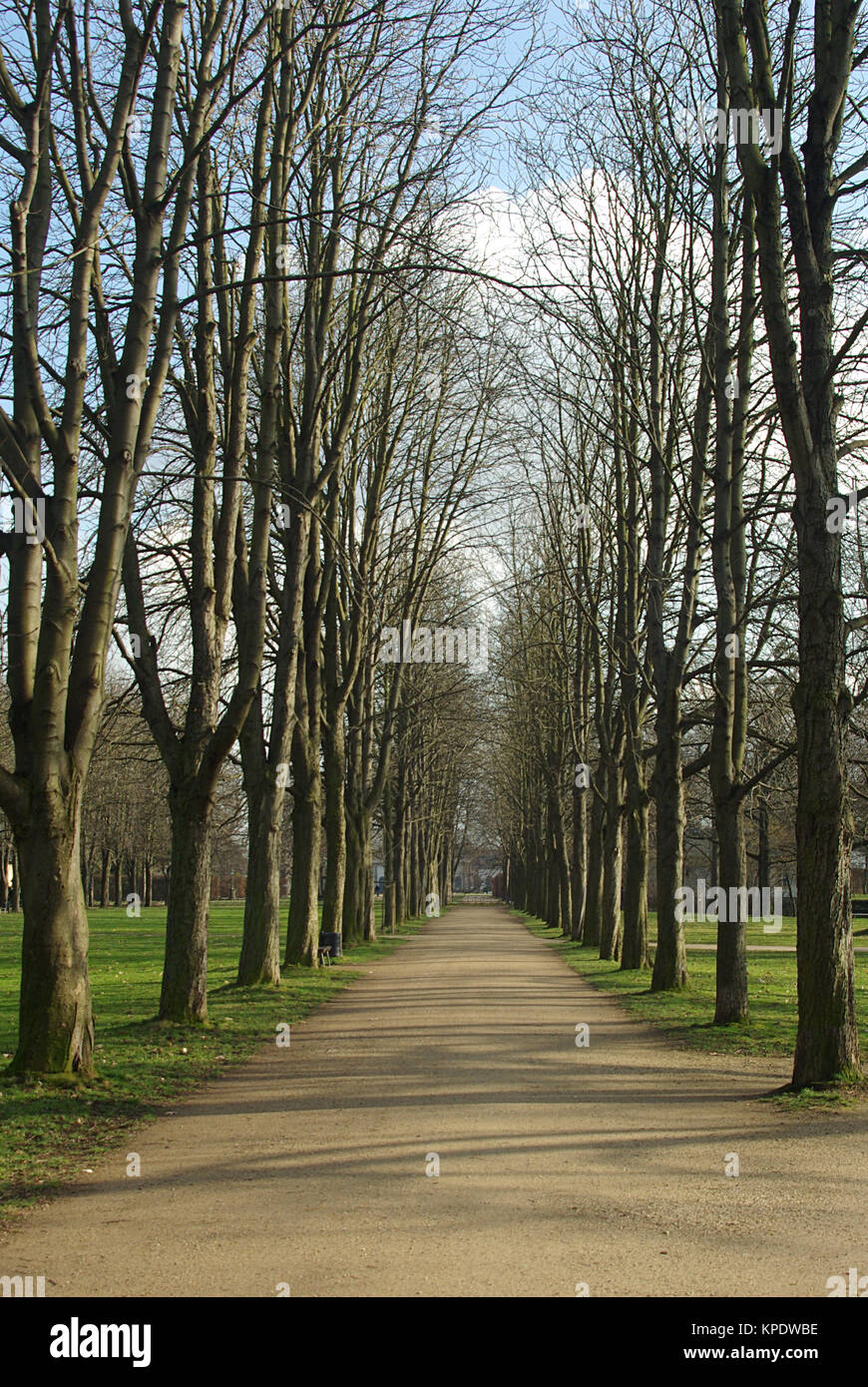 Gerade, sonnige Baumallee in einem Park Stock Photo