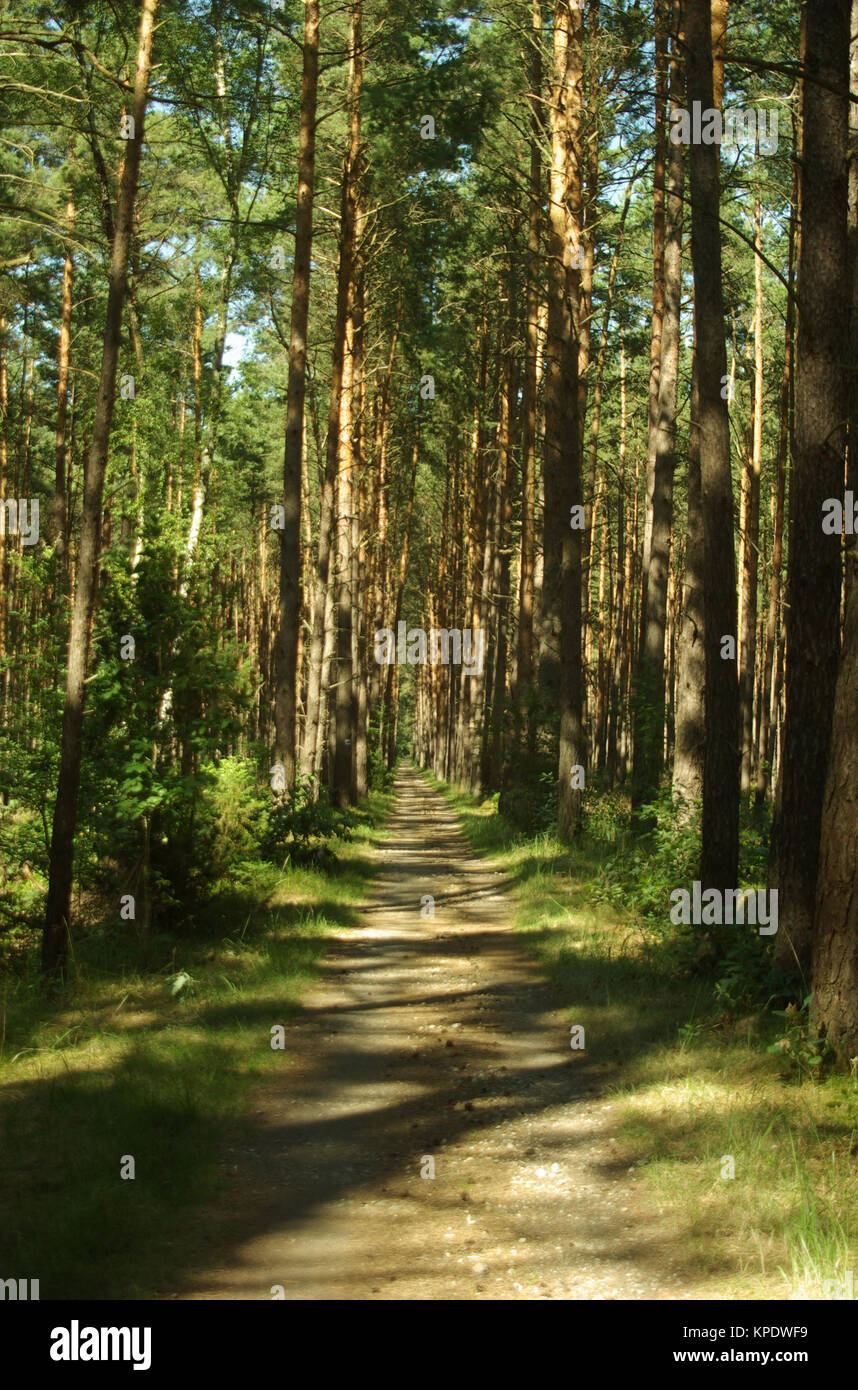 Gerader, sonniger Weg durch den Wald Stock Photo