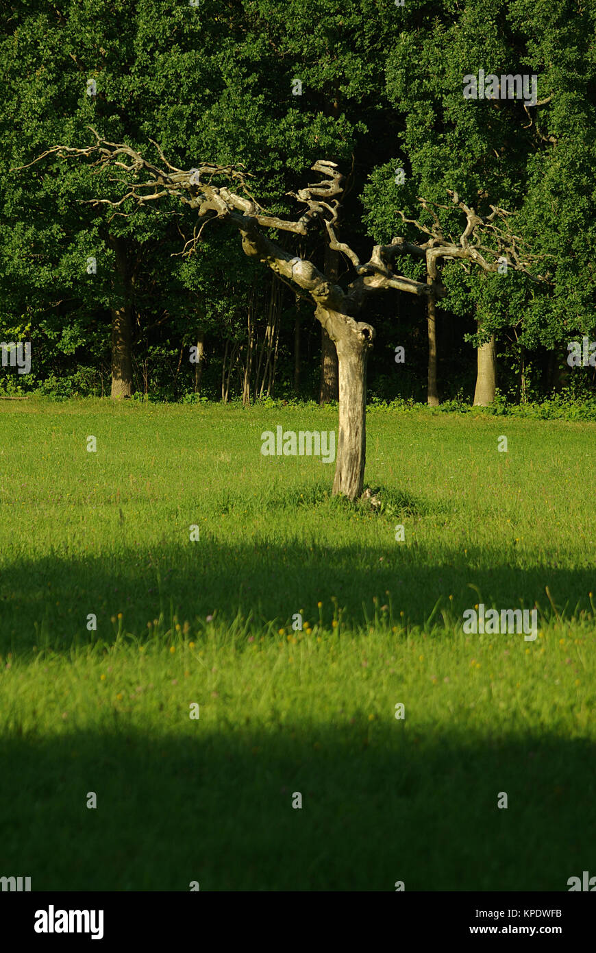 Skurriler, knorriger Baum auf einer Wiese in einem romantischen Park Stock Photo