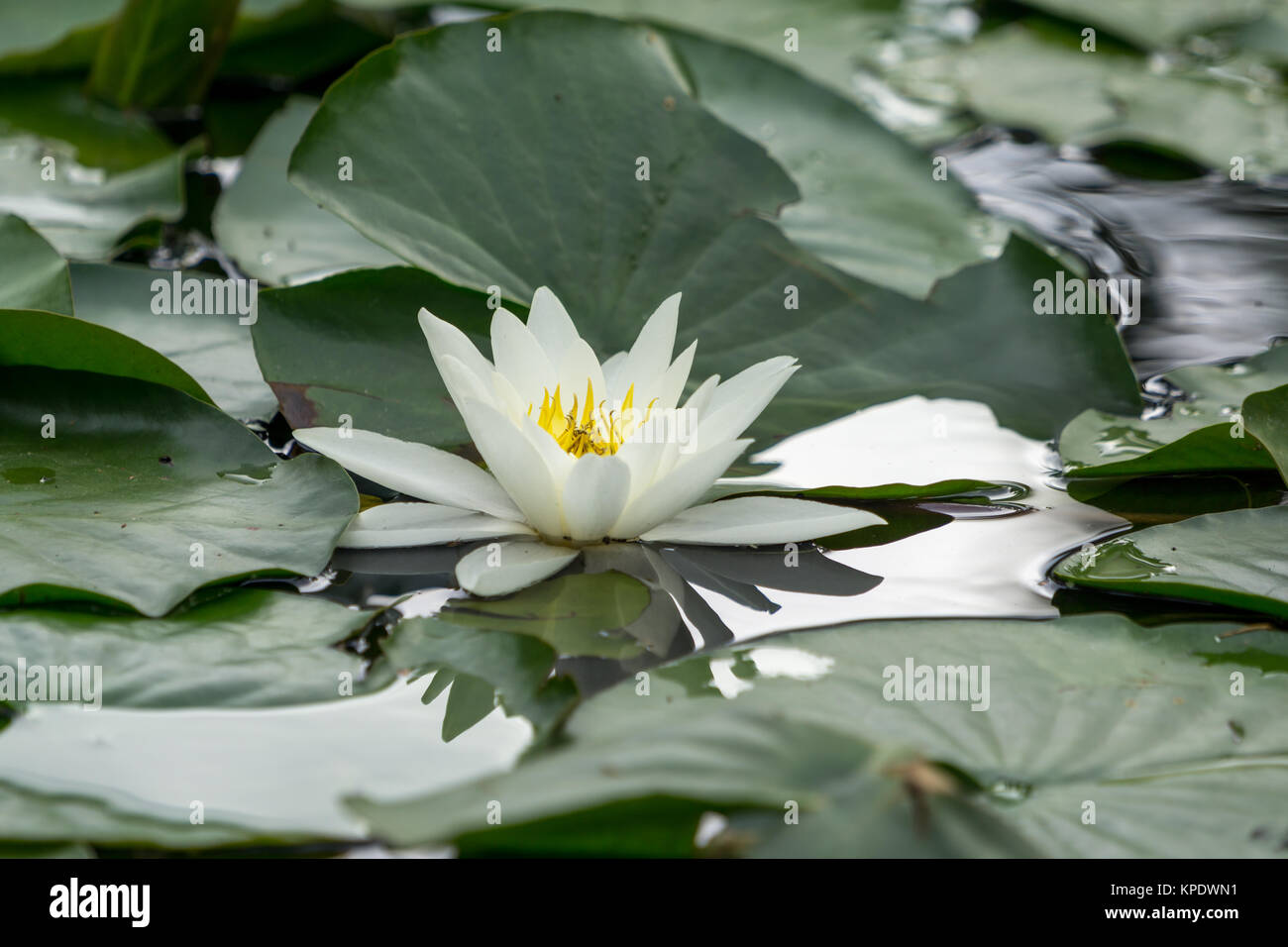 white water lily Stock Photo