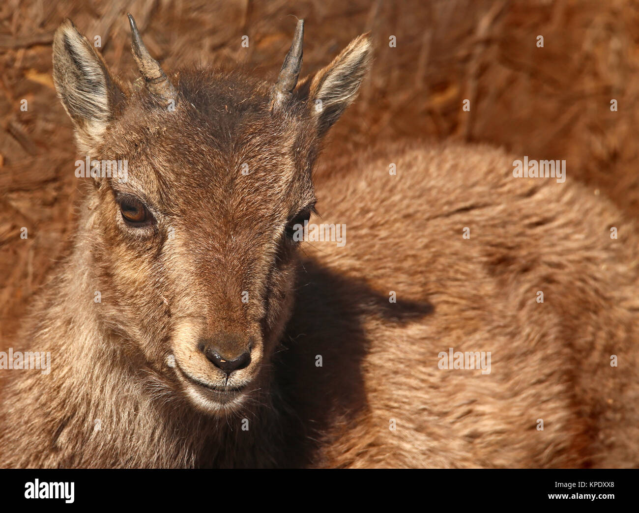 ibex baby pass steinbock capra Stock Photo
