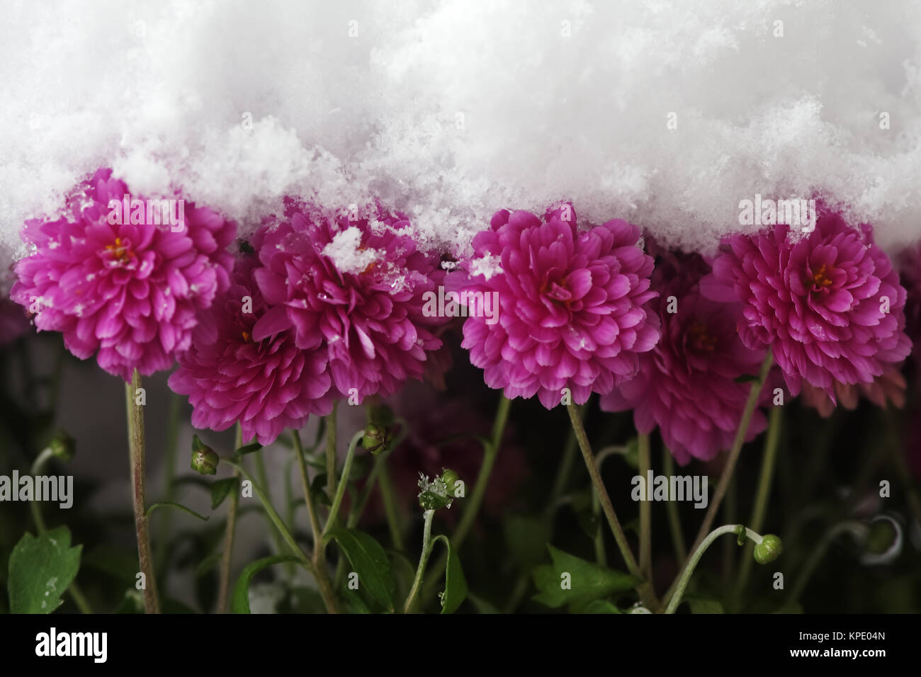 Zwerg dahlien hires stock photography and images Alamy