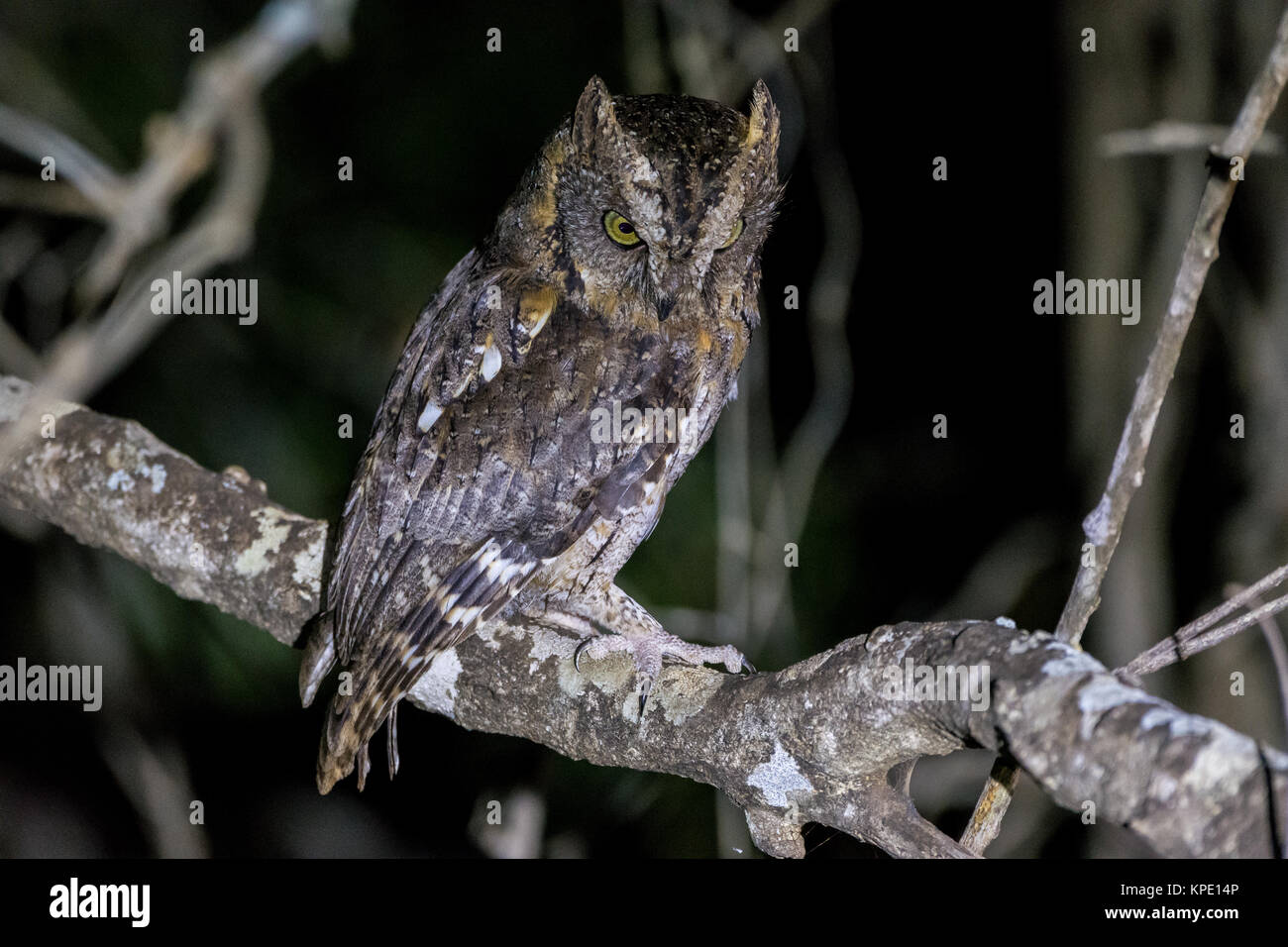 A Malagasy Scops-Owl (Otus rutilus) perched on a branch. Berenty Private Reserve. Madagascar, Africa. Stock Photo