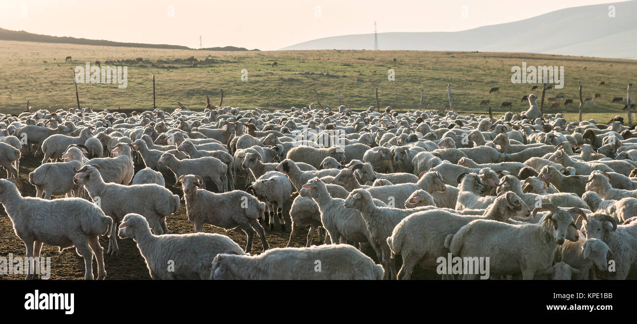 Herd of Sheep Stock Photo