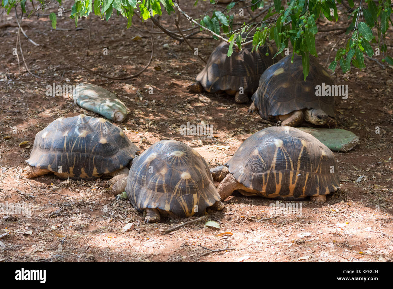 Radiated Tortoise (Astrochelys radiata) is a critically endangered species. Berenty Private Reserve. Madagascar, Africa. Stock Photo
