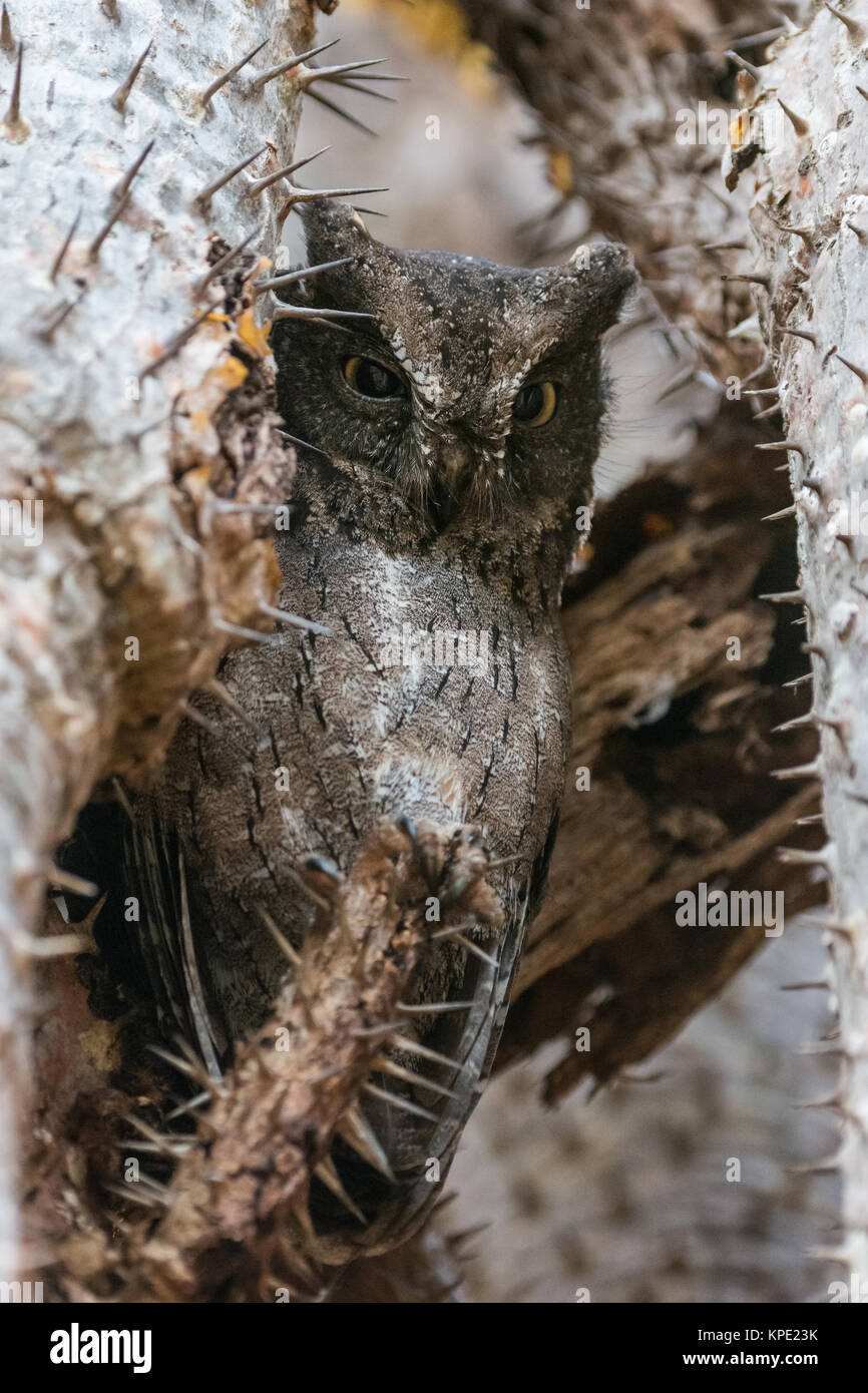 A Madagascar Scops Owl (Otus rutilus) hides between spiny plants during the day. Berenty Private Reserve. Madagascar, Africa. Stock Photo