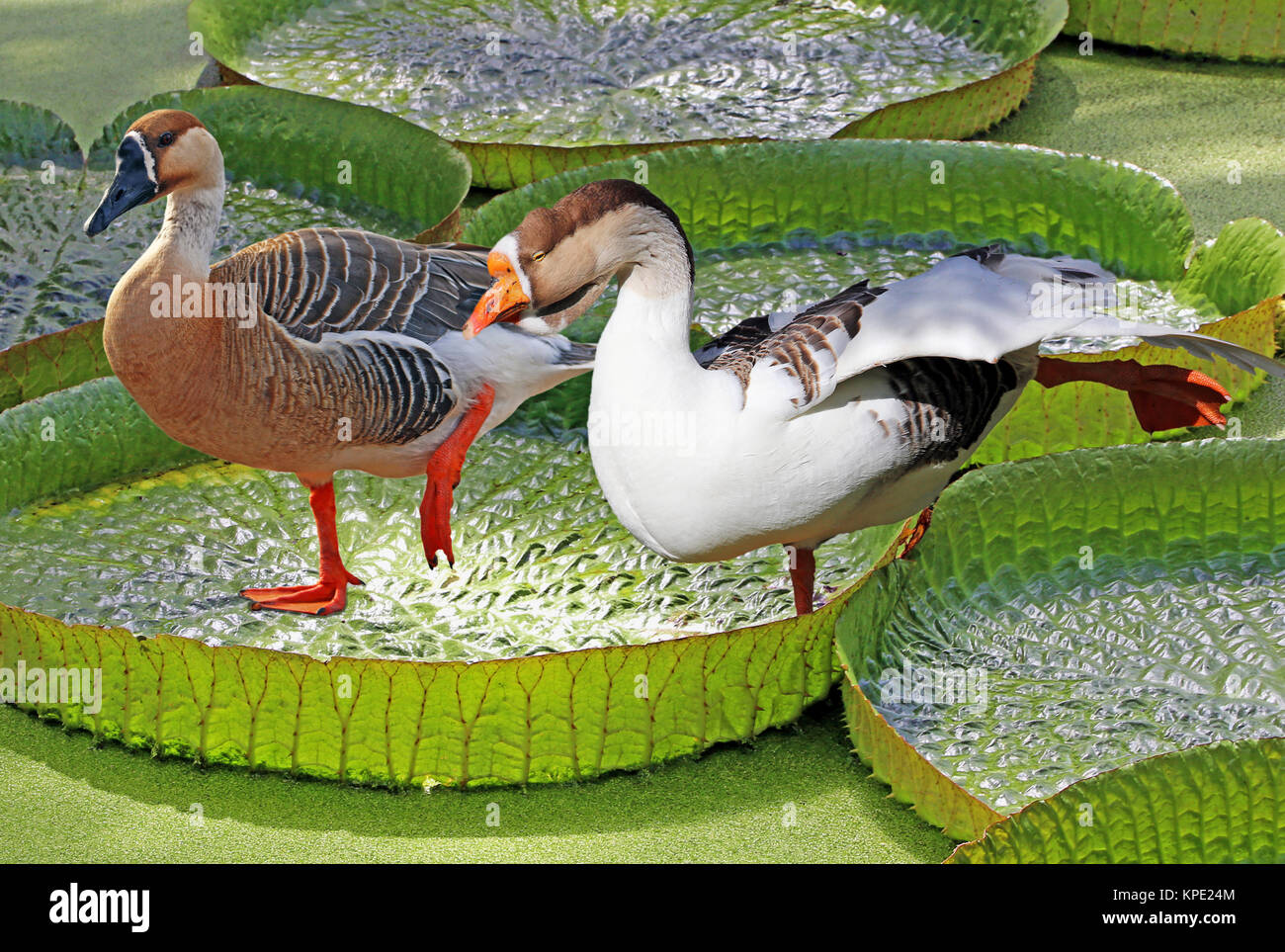 geese on floating leaf Stock Photo