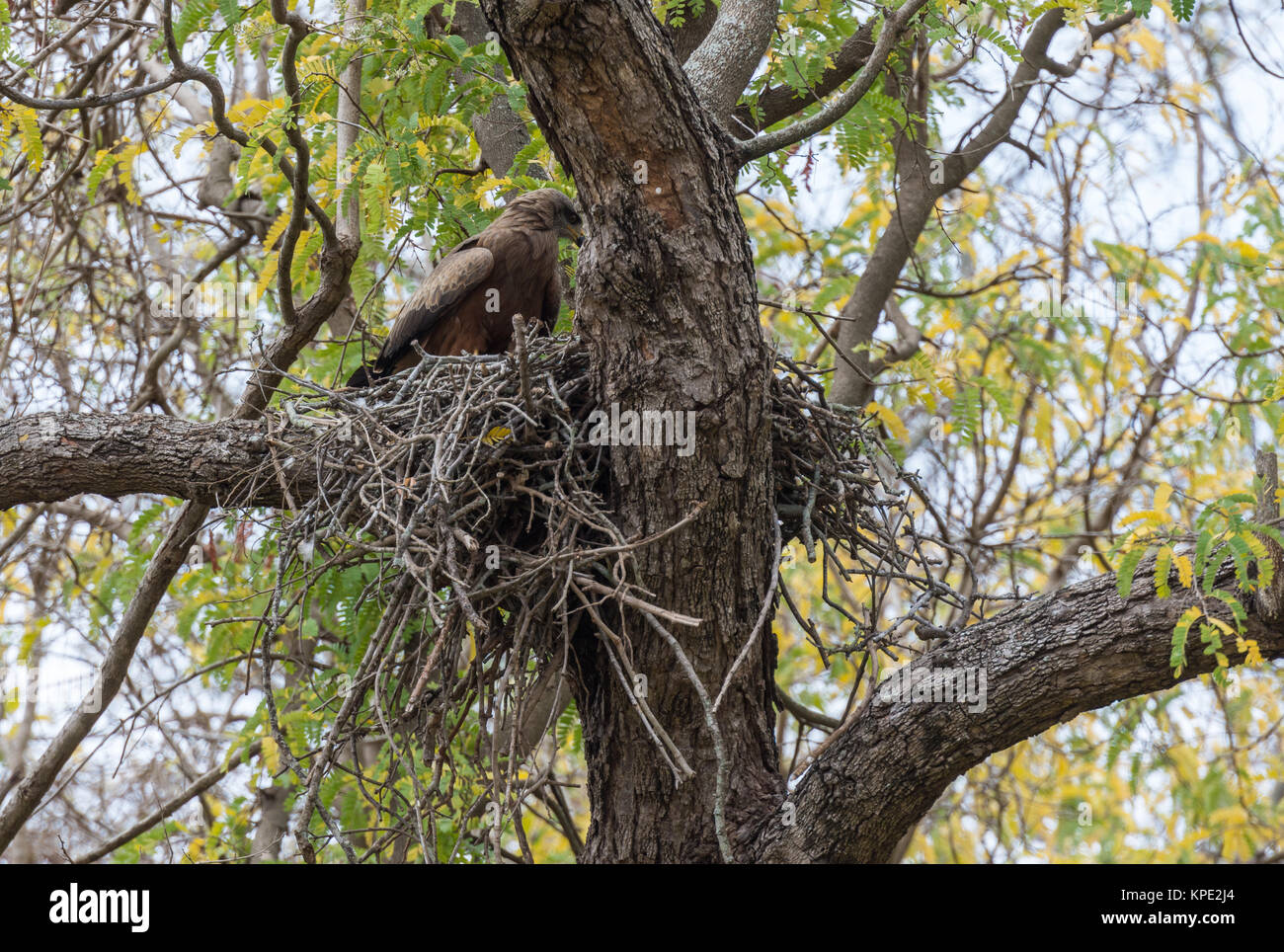 A Black Kite (Milvus migrans), or Yellow-billed Kite, built its nest on a big tree. Madagascar, Africa. Stock Photo