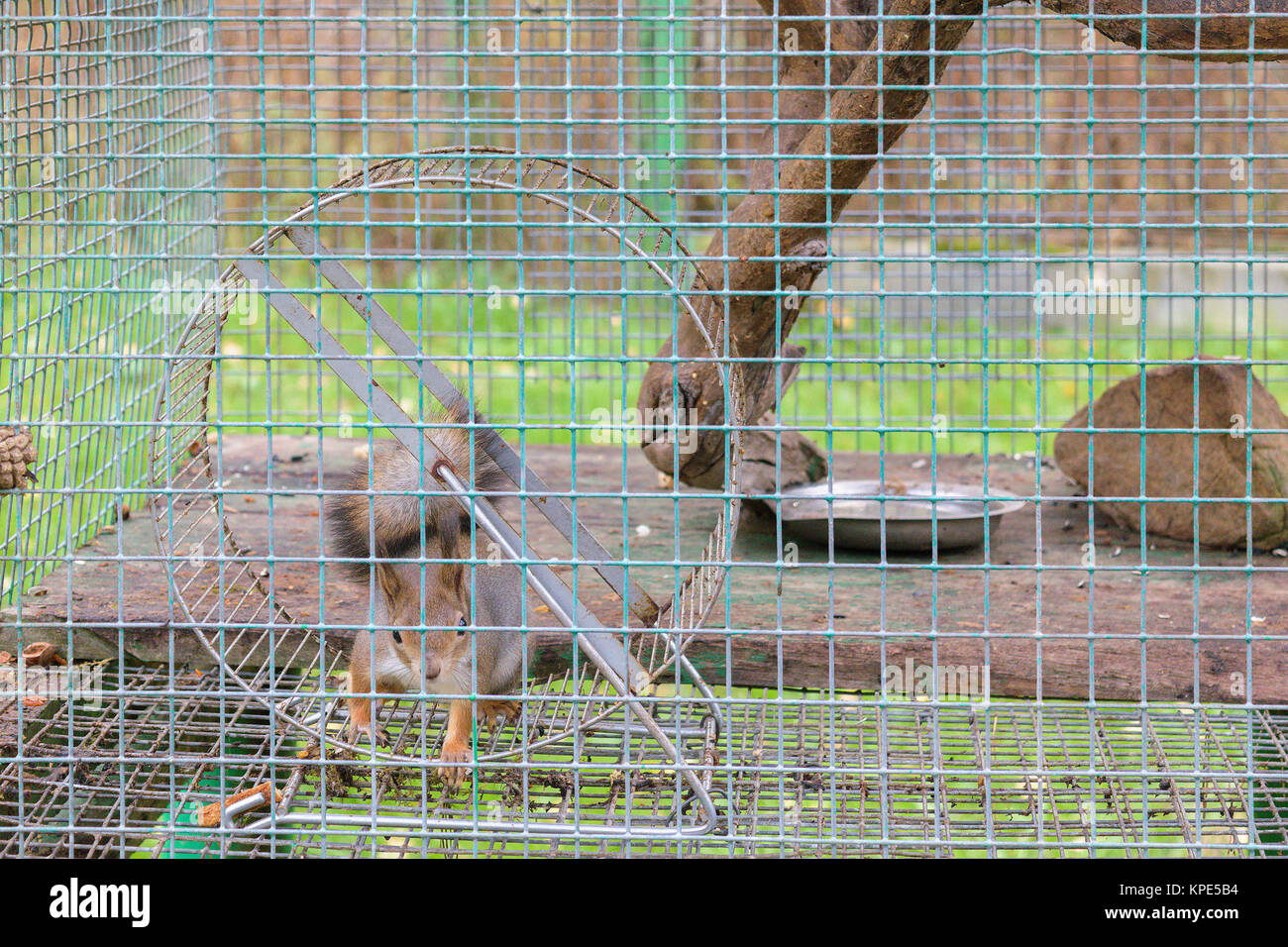 Squirrel in circle in a cage Stock Photo Alamy