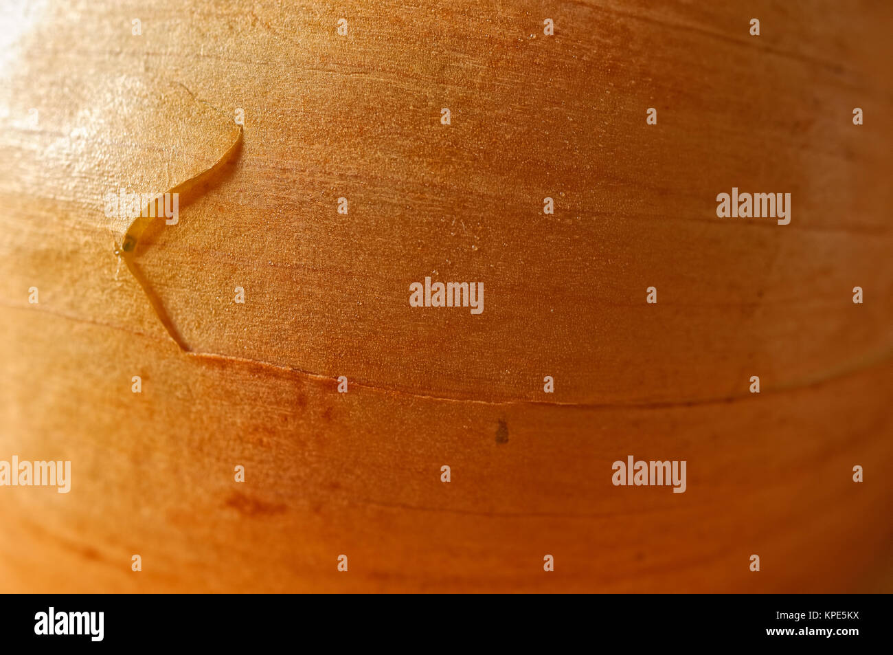 Oberfläche von einer Zwiebel Stock Photo