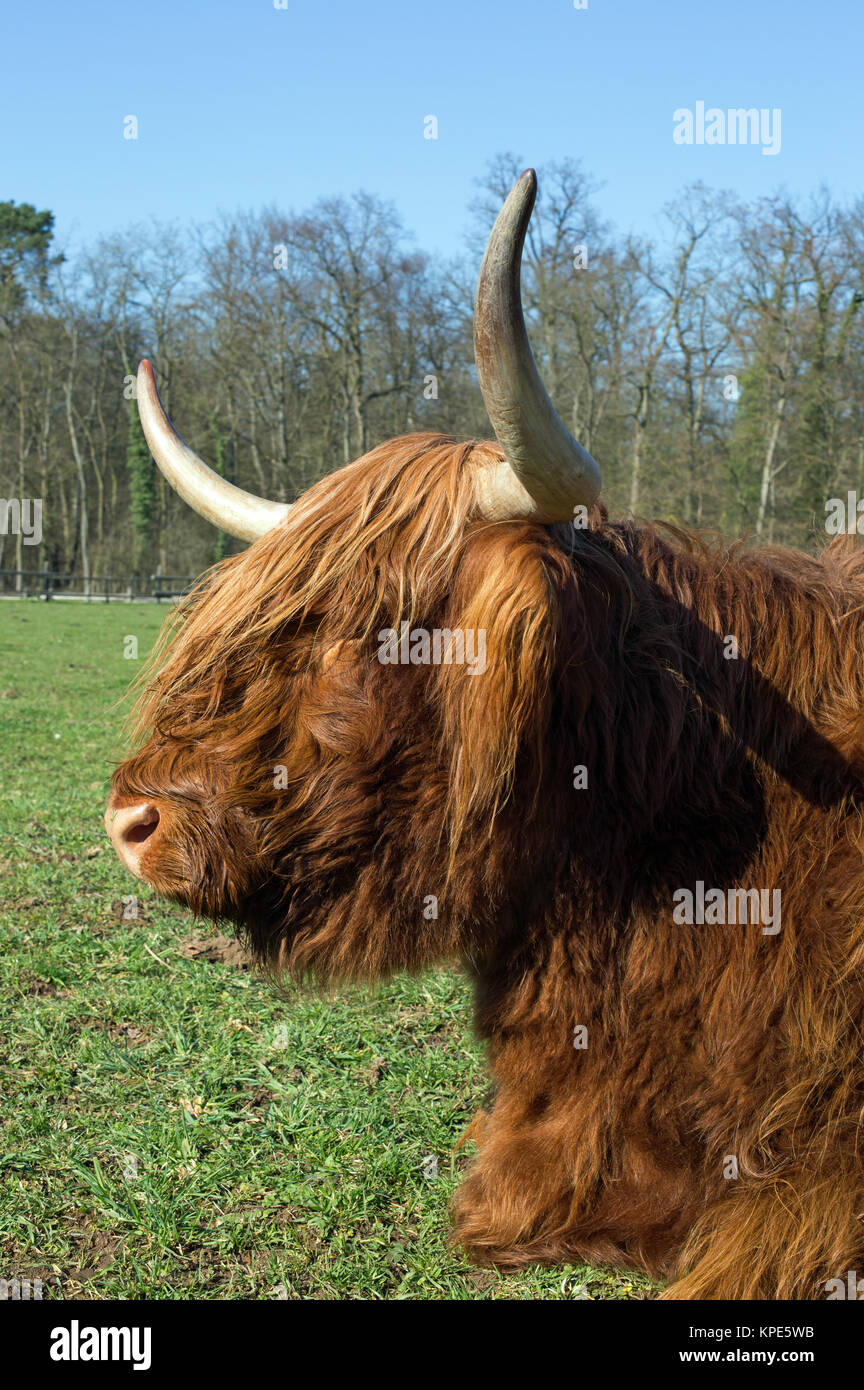 Scottish highland cattle on a meadow,blue cloudless sky Stock Photo - Alamy