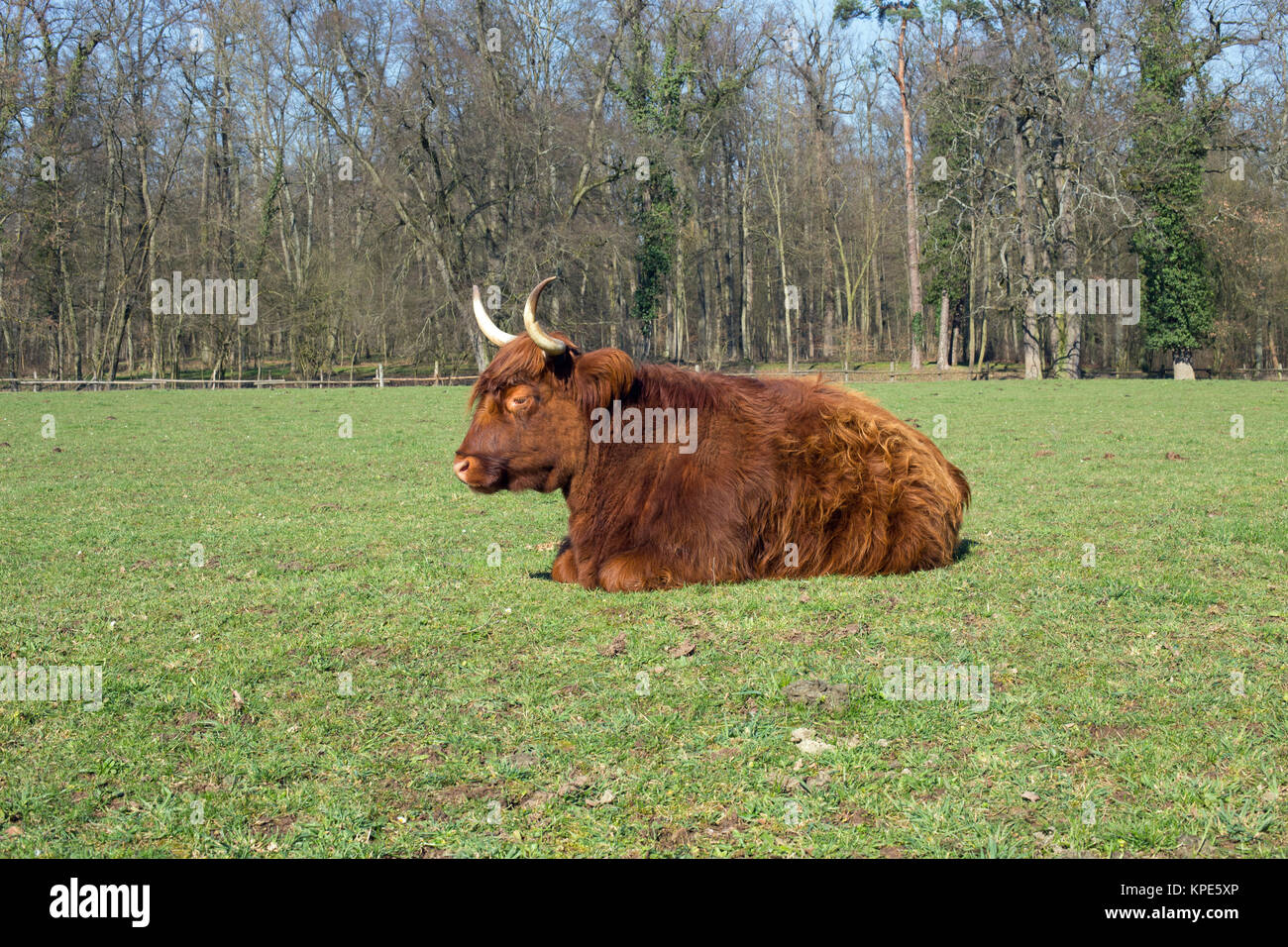 Scottish highland cattle on a meadow,blue cloudless sky Stock Photo - Alamy