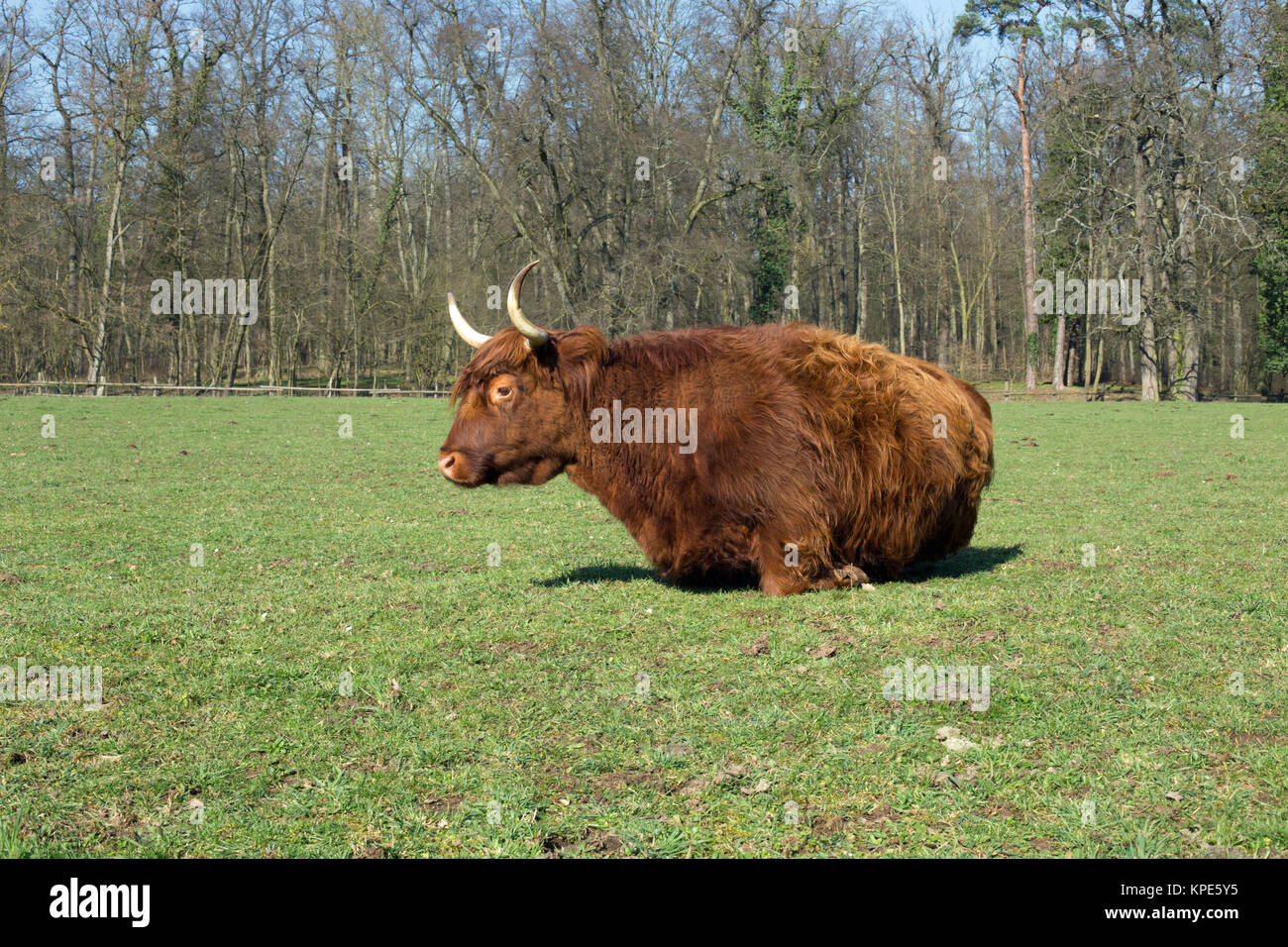 Scottish highland cattle on a meadow,blue cloudless sky Stock Photo - Alamy
