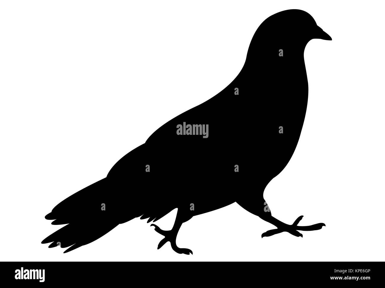 a pigeon silhouette Stock Photo
