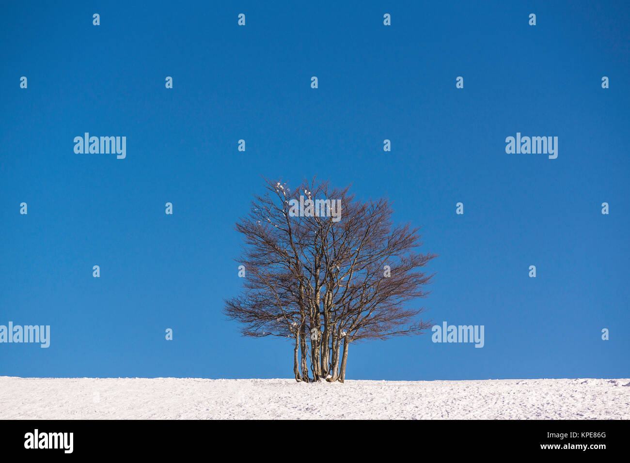 A single tree in a snowfield in winter during fine weather. The blue sky offers a large and solid copy space. Stock Photo