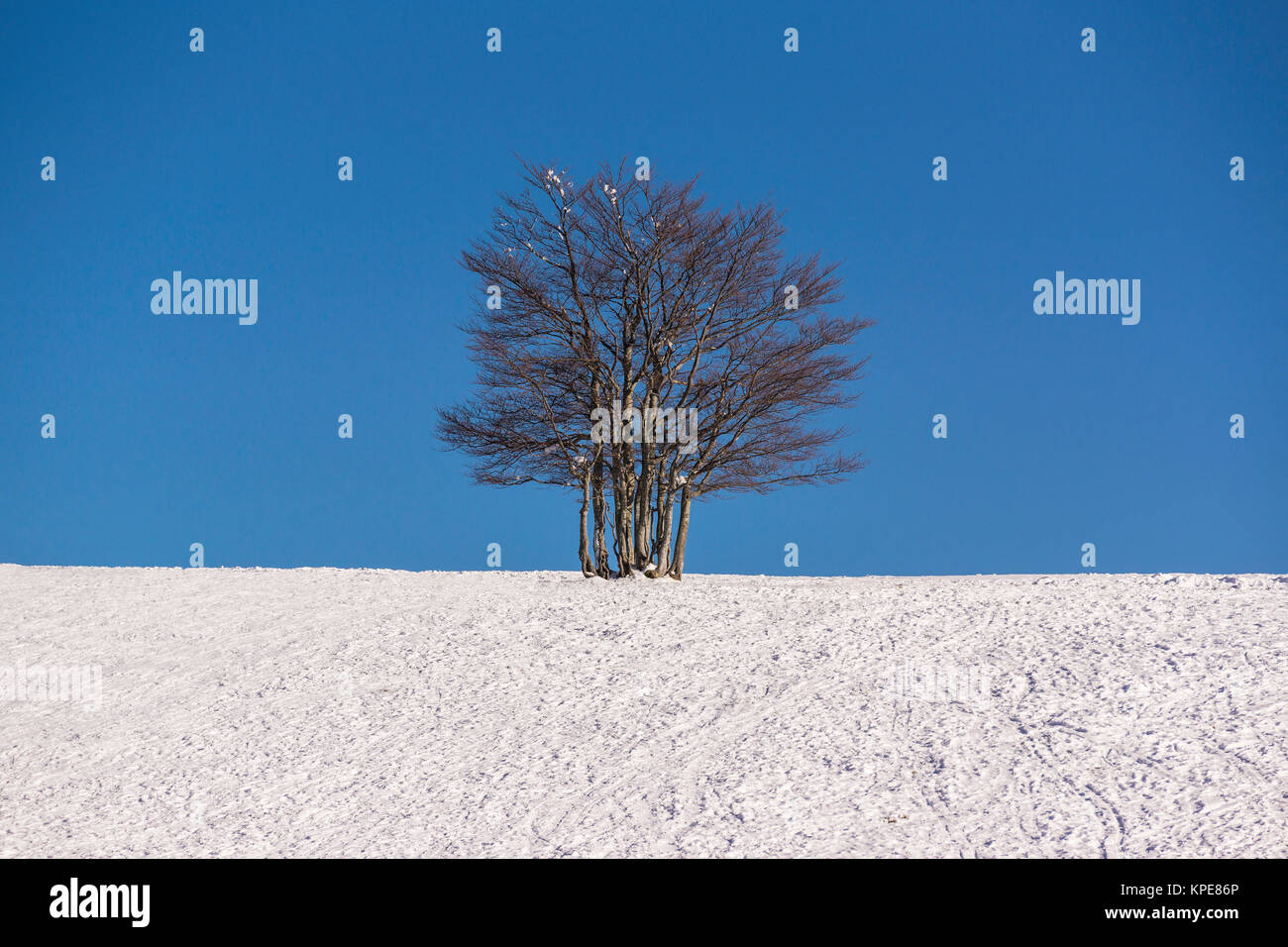 Single tree in a snowfield in winter during fine weather. The blue sky offers a large and solid copy space. Stock Photo