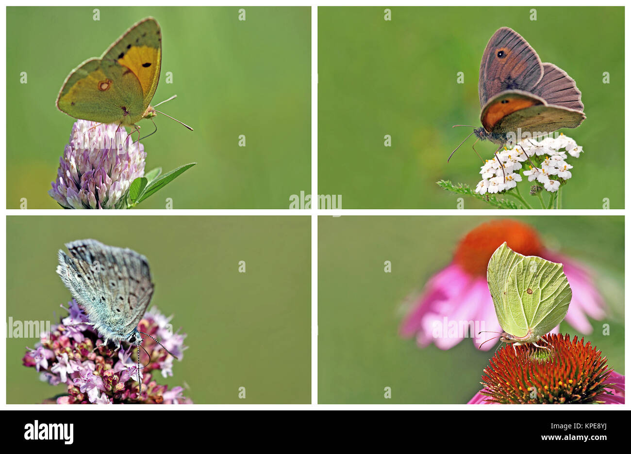 four native butterflies Stock Photo