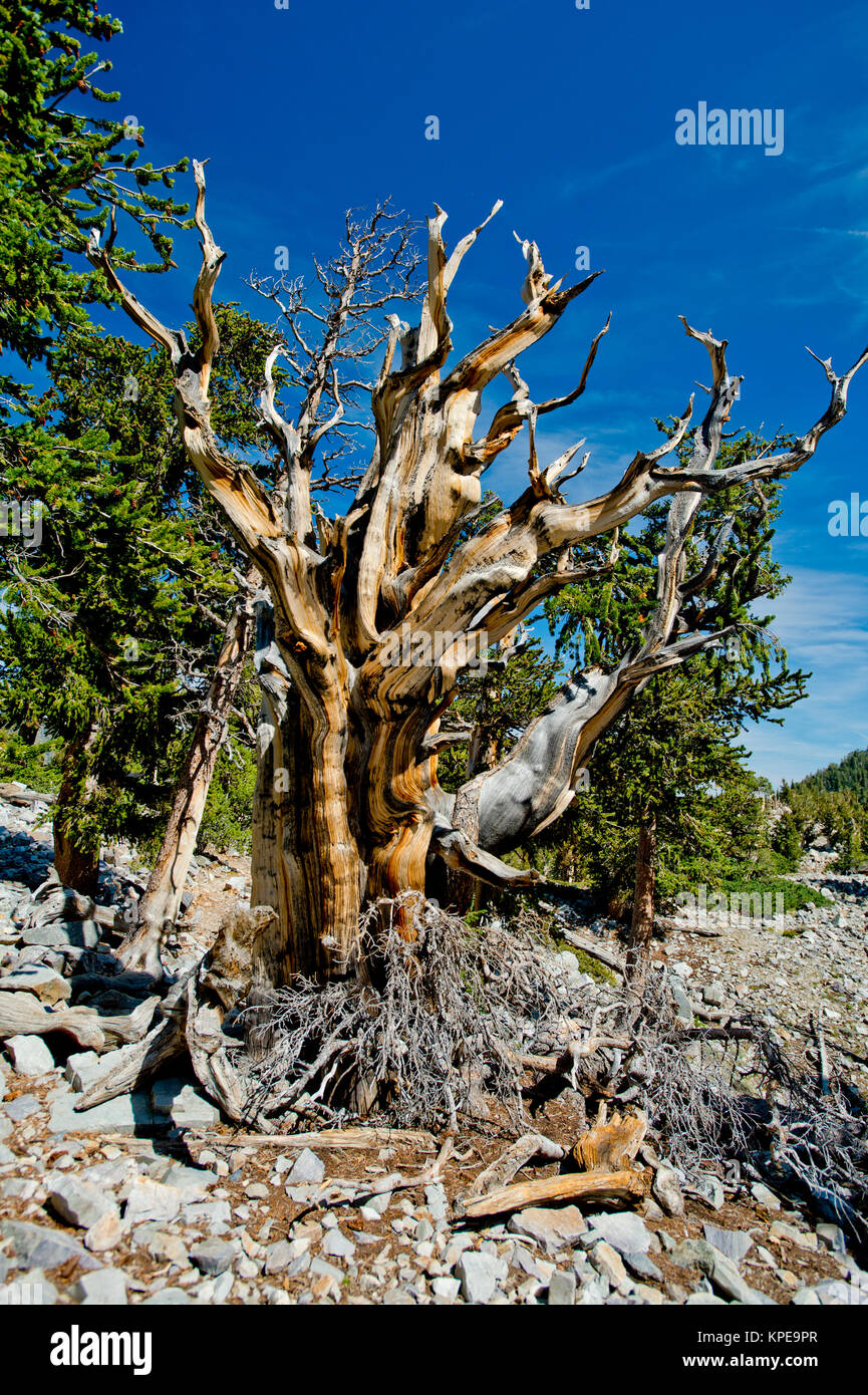 Bristlecone pine (Pinus longaeva) in Great Basin National Park Nevada.  Oldest known non-clonal organism on earth. Stock Photo