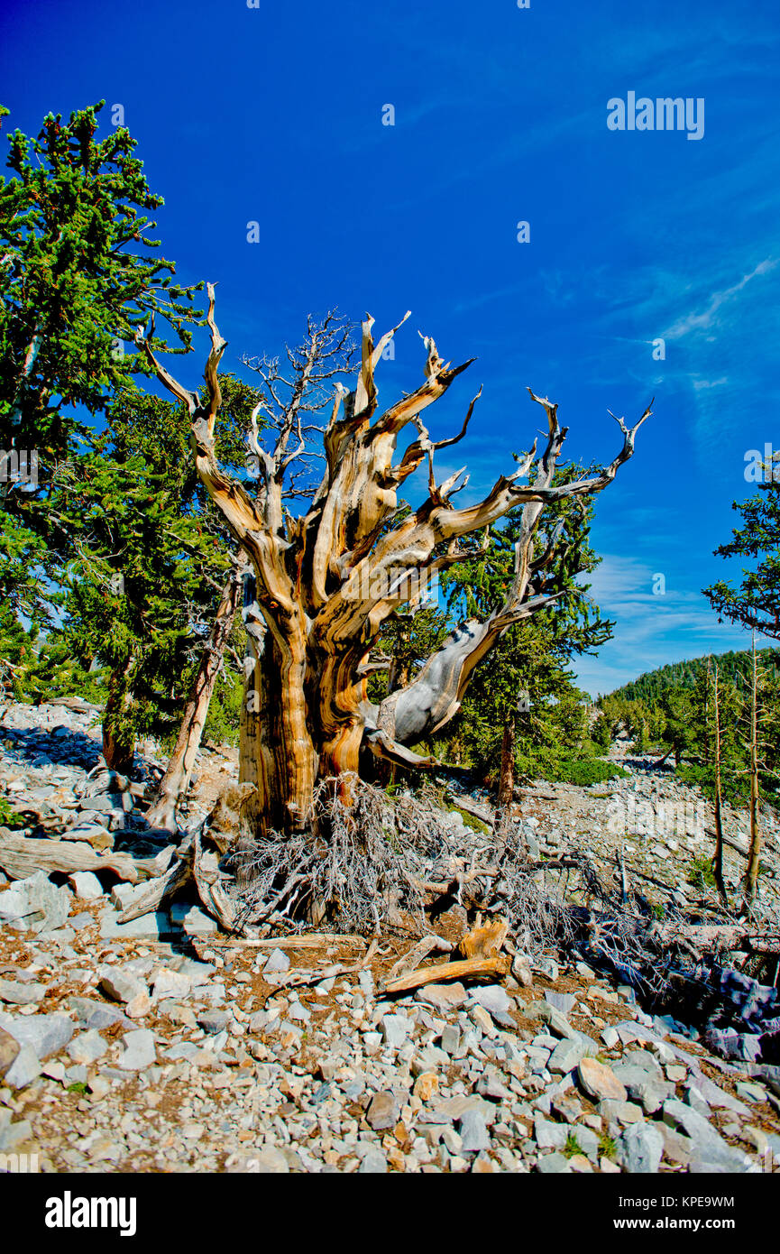 Bristlecone pine (Pinus longaeva) in Great Basin National Park Nevada.  Oldest known non-clonal organism on earth Stock Photo